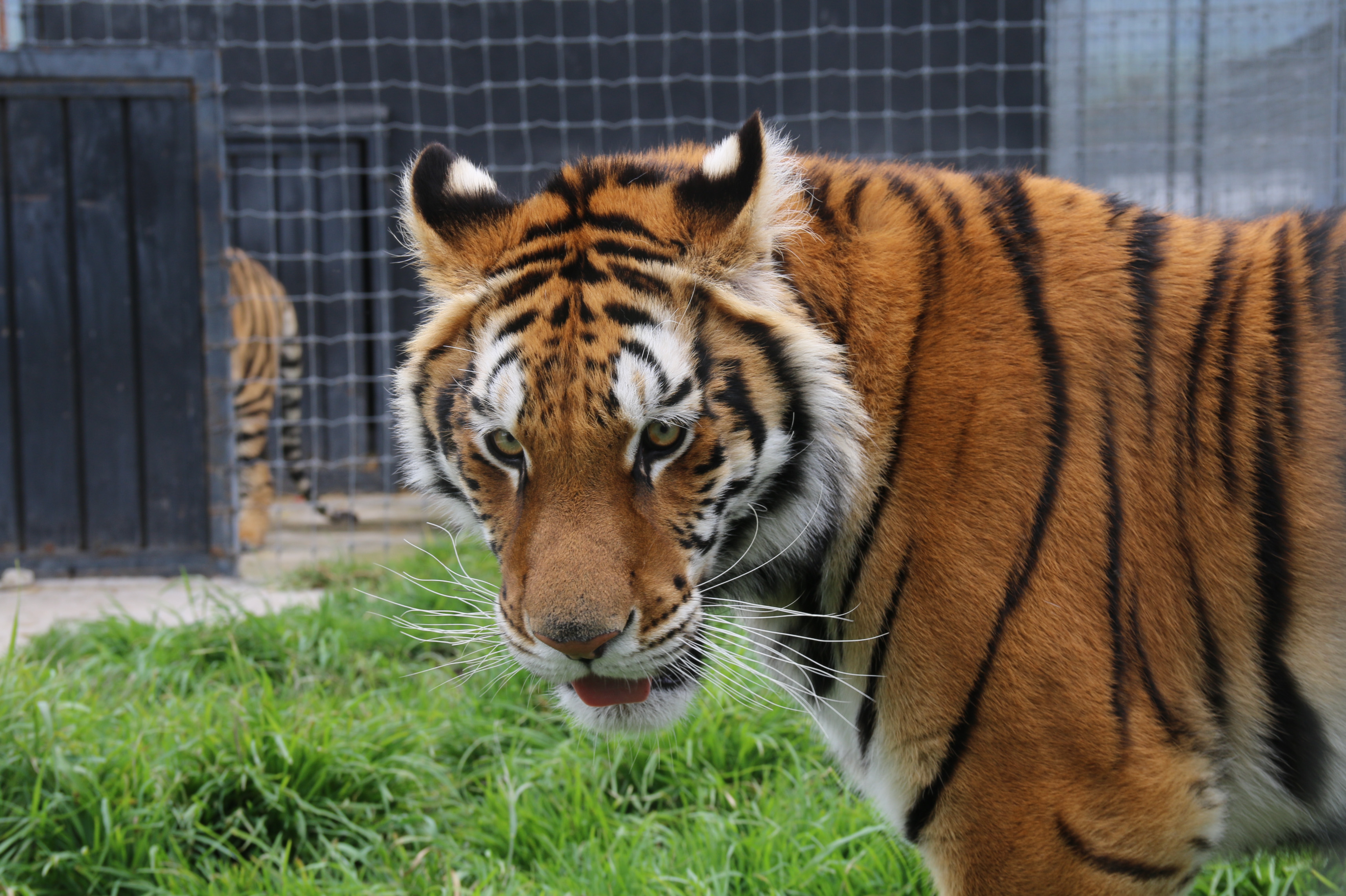 Dónde quedaron los felinos rescatados del santuario Black Jaguar White  Tiger en la CDMX - Infobae