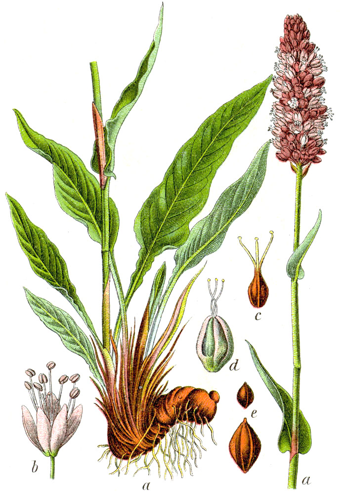 Planta bistorta. (Wikimedia Commons)