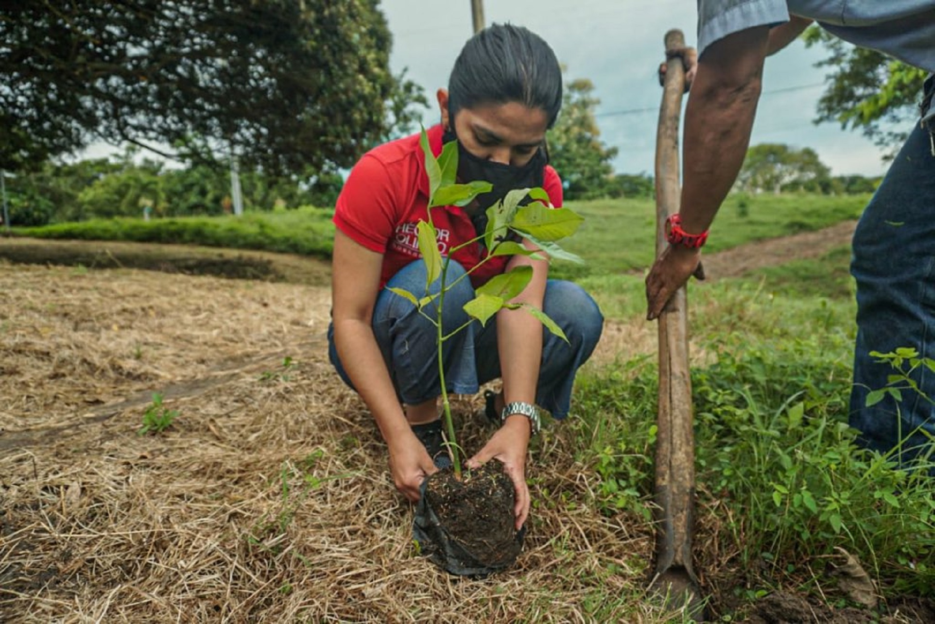 Empresas de servicios públicos han sembrado cerca de 13 millones de árboles  en Colombia - Infobae