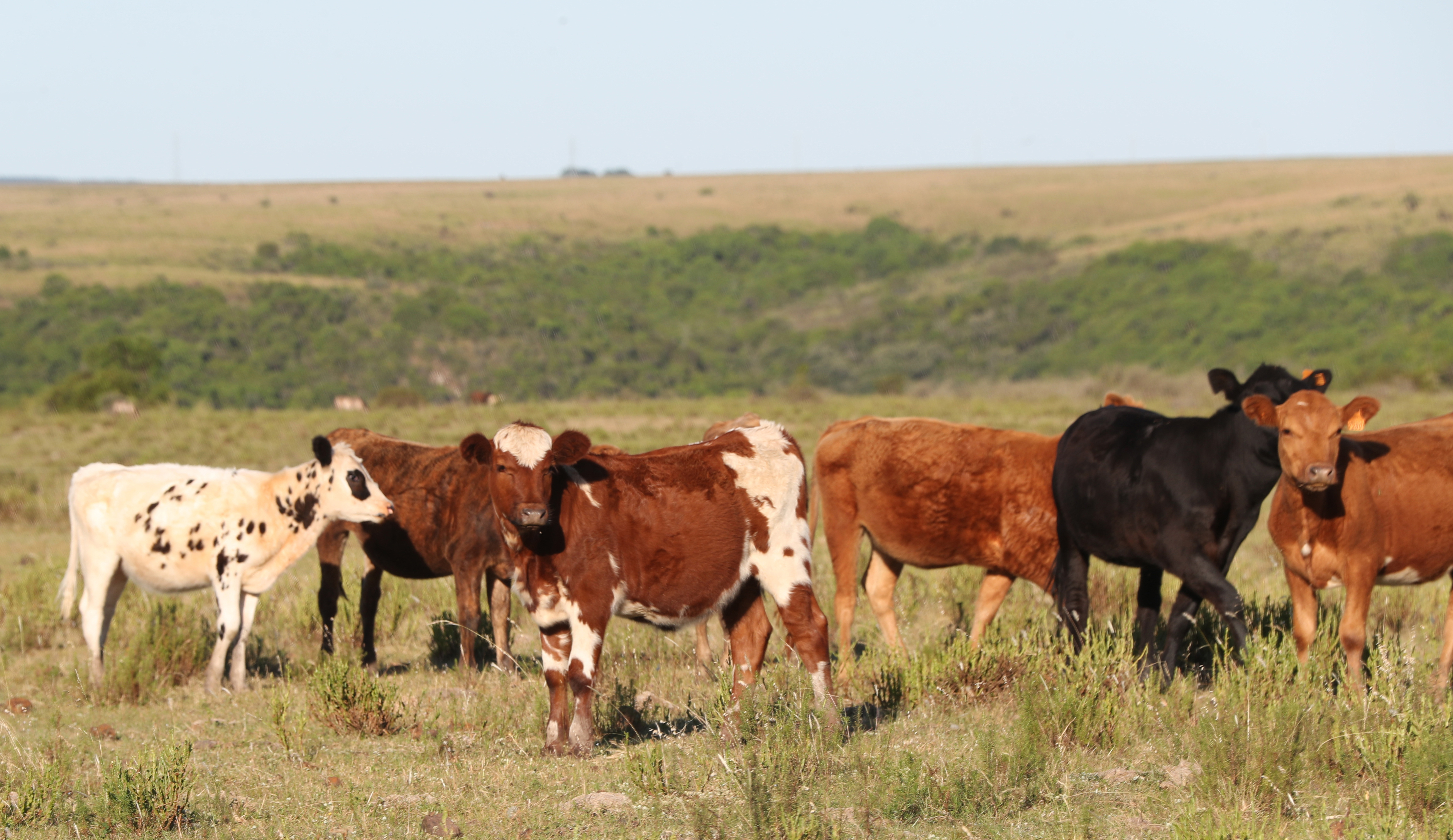 Un animal “se encuentra en estado satisfactorio de bienestar cuando está sano, confortable y bien alimentado, puede expresar su comportamiento natural y no sufre dolor, miedo o estrés”