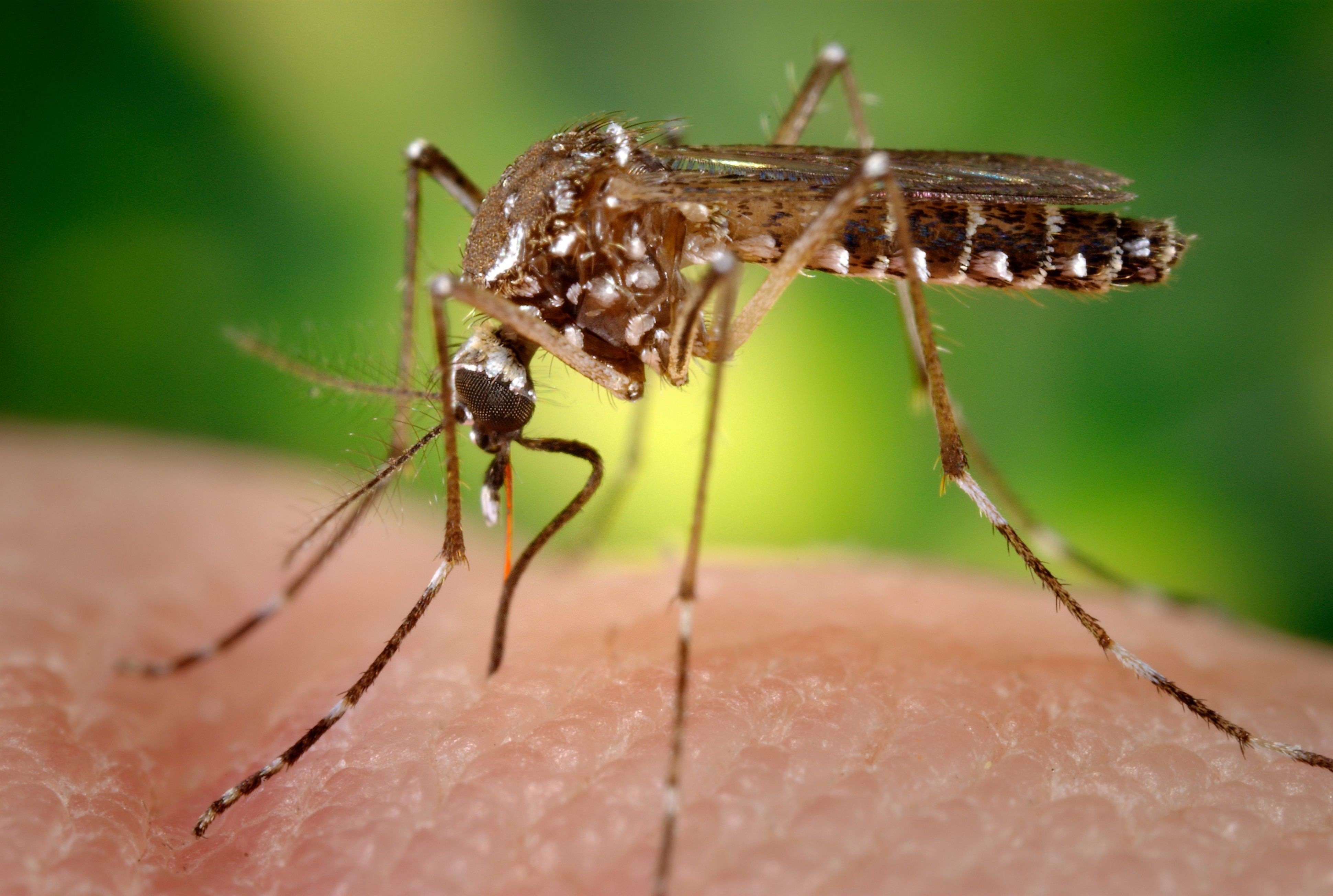 El Aedes aegypti no solo puede trasmitir dengue, sino también zika, chikunguña y fiebre amarilla / CDC