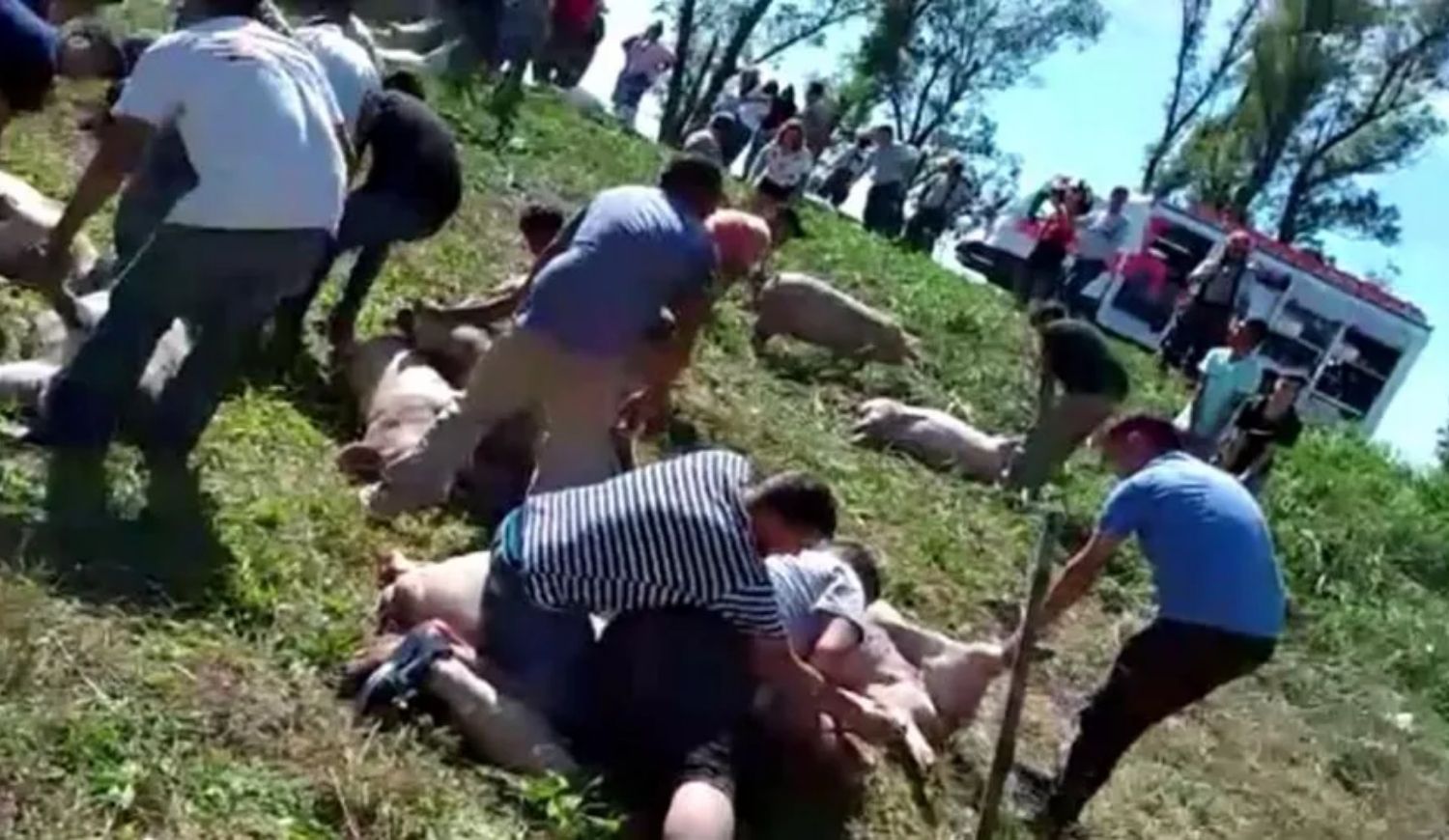 Vecinos faenando a uno de los cerdos 
