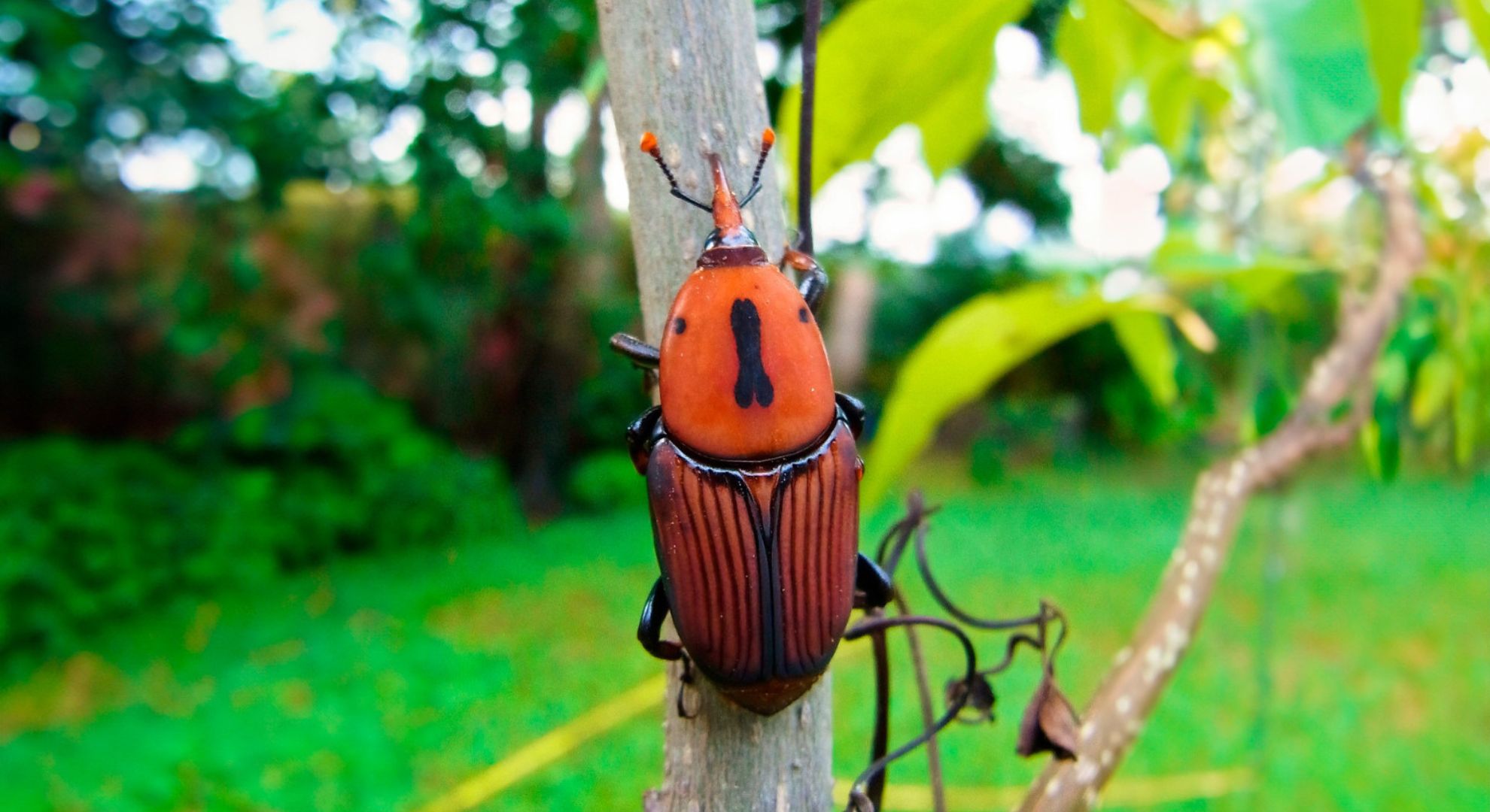 Diez hombres fueron procesados en Francia por violación y tortura de un niño de 5 años en Lille