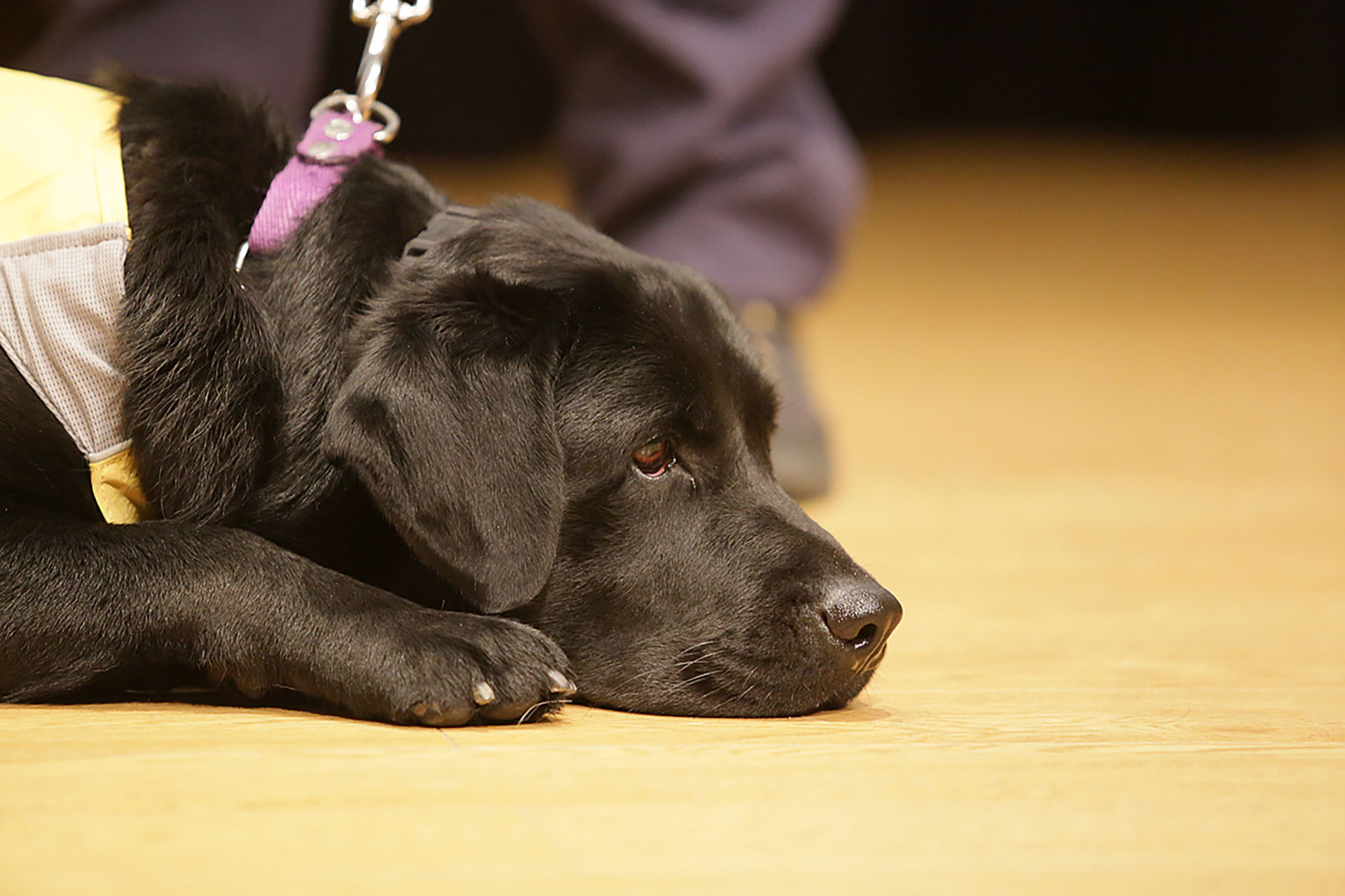 Uno de los síntomas principales de la artrosis en los perros es la fatiga