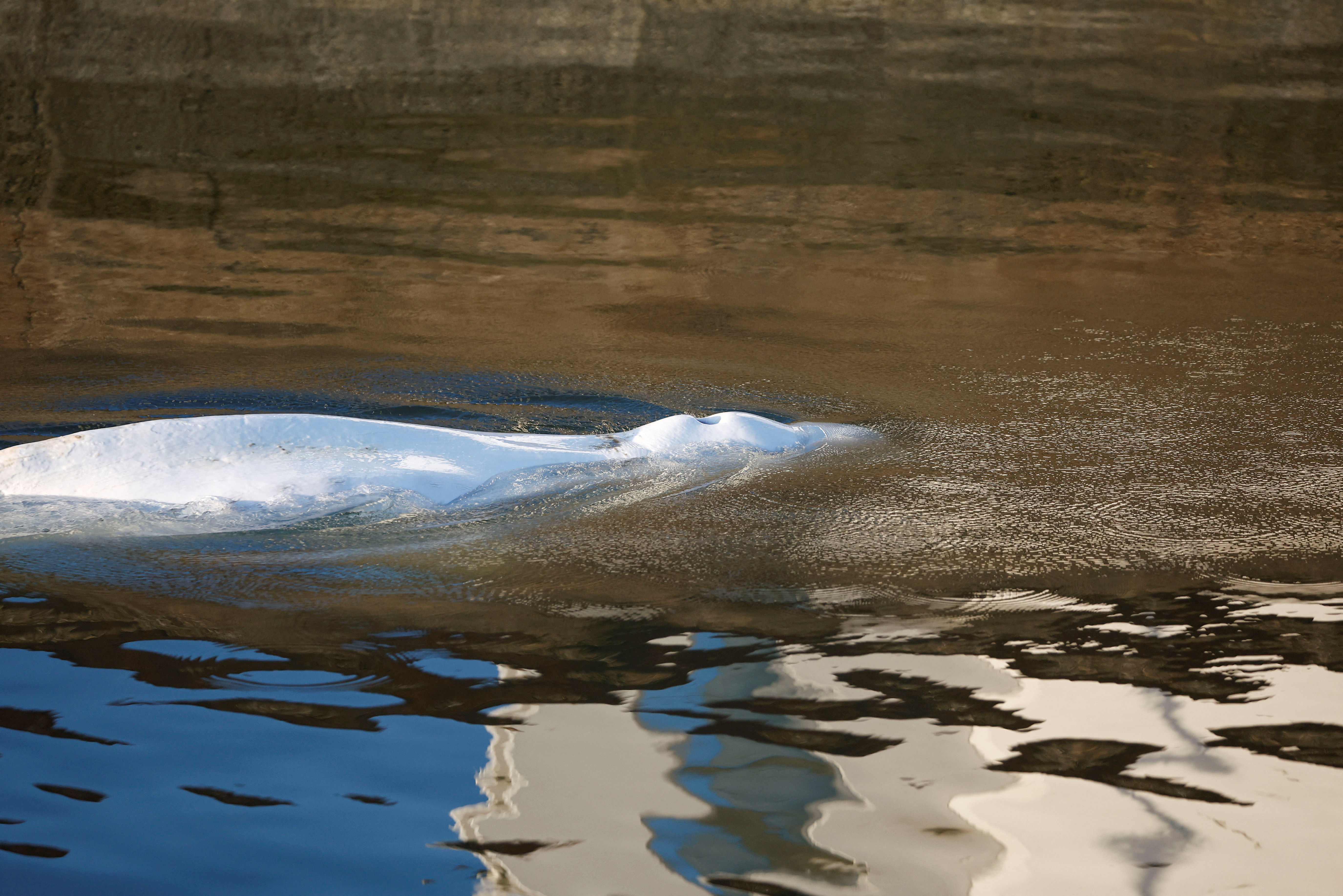 La beluga que se extravió en el río Sena en Francia nada cerca de la esclusa de Notre-Dame-de-la-Garenne el 9 de agosto de 2022 (REUTERS/Benoit Tessier)