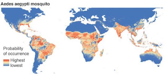 Expansión del mosquito vector del dengue en todo el mundo