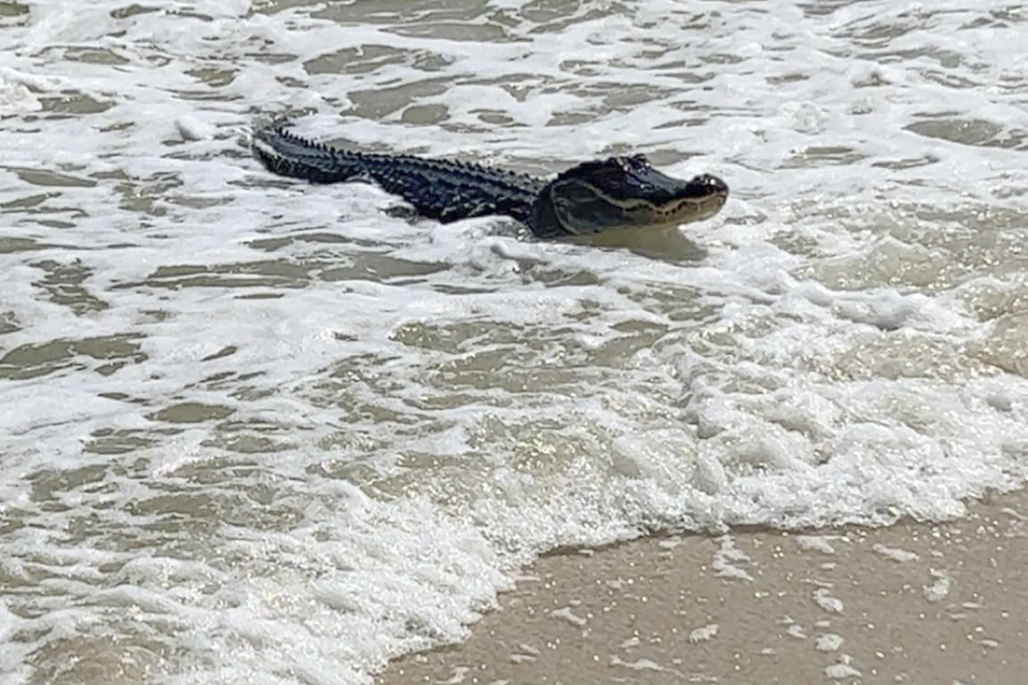 Un caimán nada hacia la playa, el domingo 7 de mayo de 2023 en la isla Dauphin, cerca de Mobile, Alabama. (Matt Harvill via AP/Arcivo)