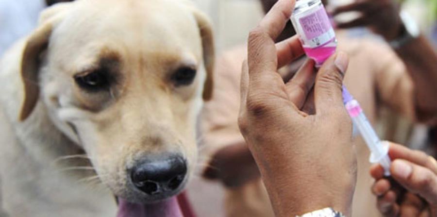 Los perros deben recibir 7 vacunas, explicó Romero