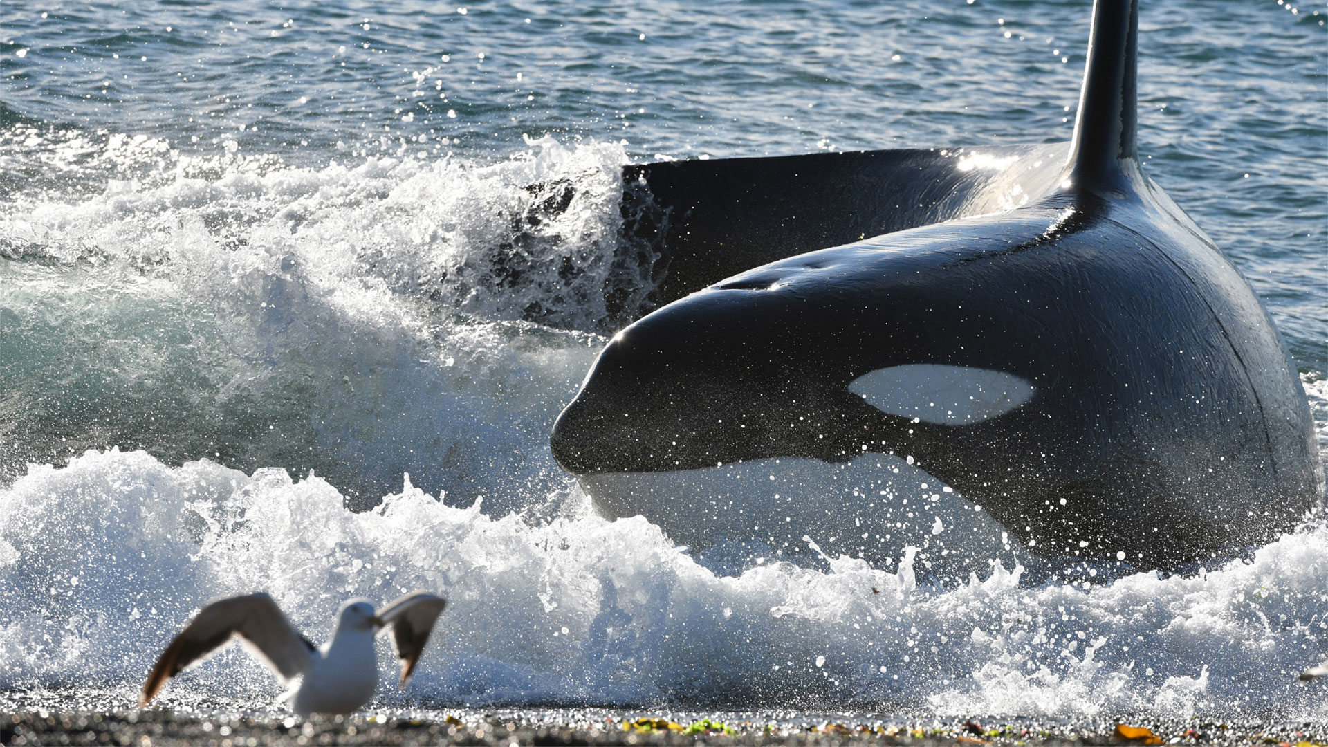 Una oceanógrafa desvela las hipótesis que explicarían por qué las orcas atacan los veleros en el Estrecho de Gibraltar