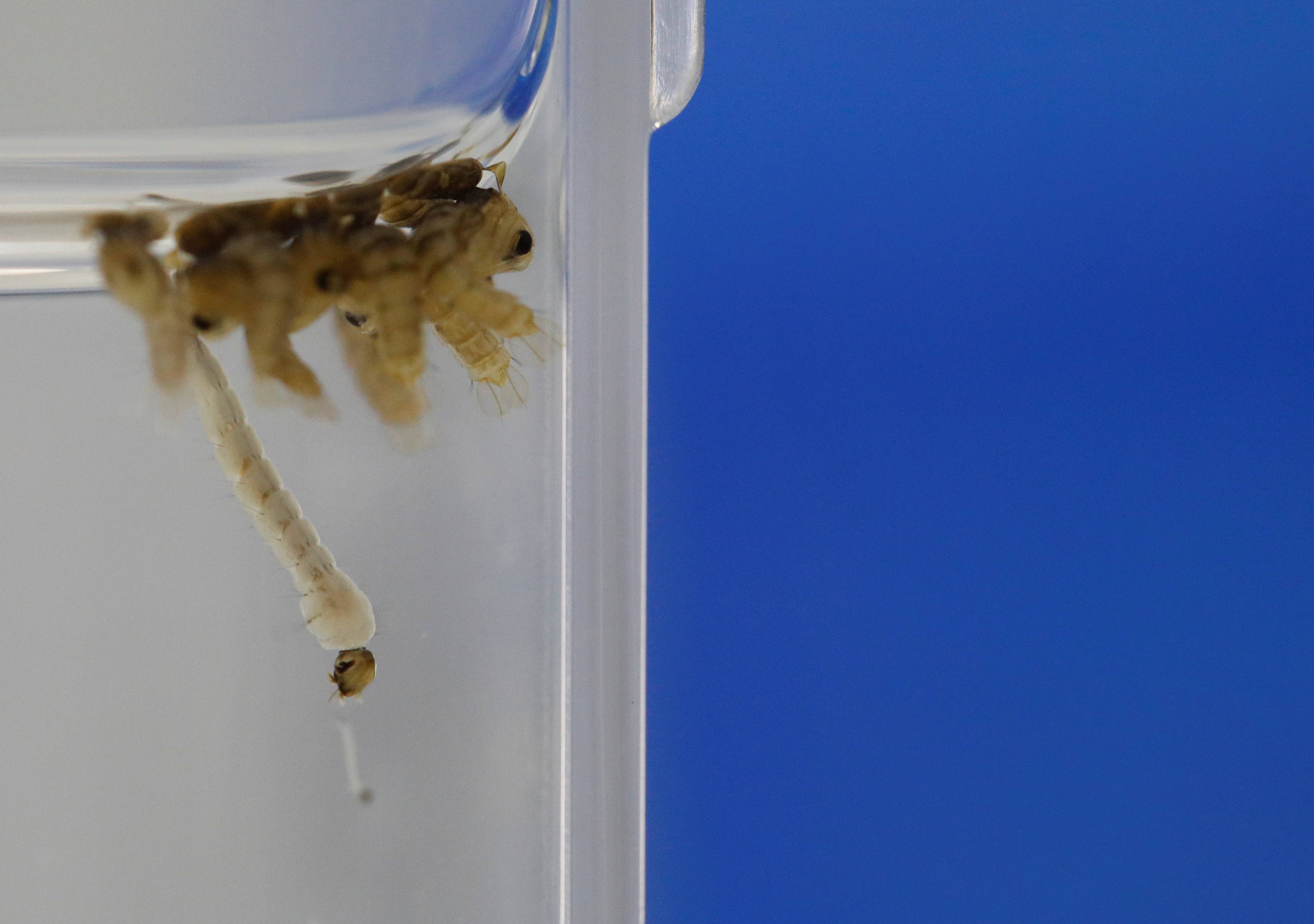 Larvas de aedes aegypti: dependiendo de la temperatura del lugar, luego de un tiempo los huevos harán eclosión y permanecerán en el agua en estado larvario por una semana, aproximadamente
REUTERS/Edgar Su
