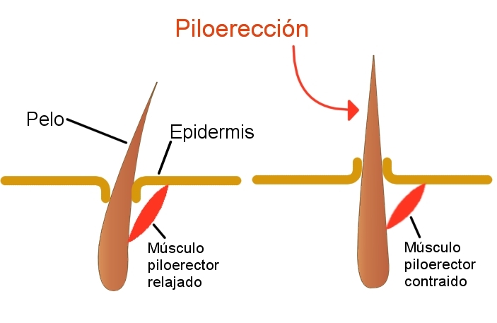 El responsable de que se ponga la "piel de gallina" es el sistema nervioso simpático. (Foto: Posible2006, Wikimedia Commons)