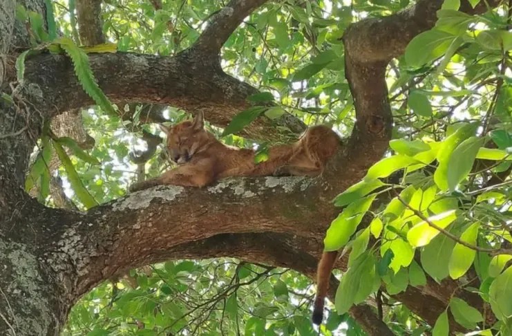 Santa Fe: un hombre grabó a un puma que estaba en un árbol ubicado en el patio de su casa