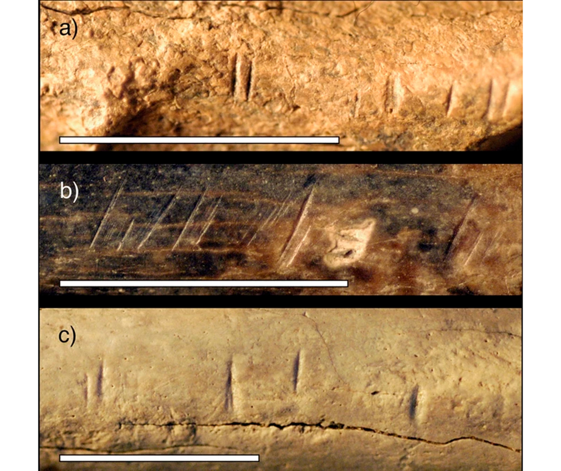 Fotografías de primer plano de tres especímenes de fauna fósil de hallazgos arqueológicos de superficie y excavaciones que muestran marcas de corte similares a las encontradas en el hominido.