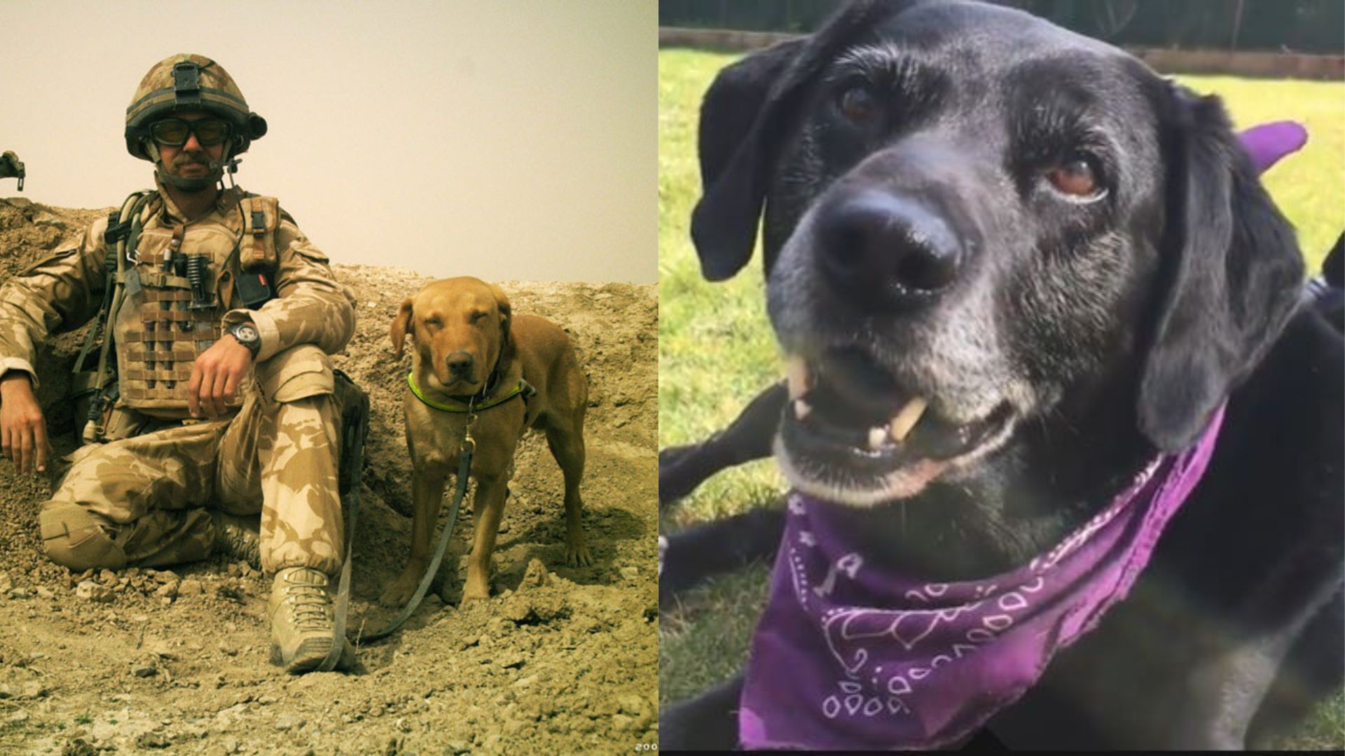 Los perros buscadores de explosivos, Diesel y Travis. (National Army Museum y captura de pantalla)