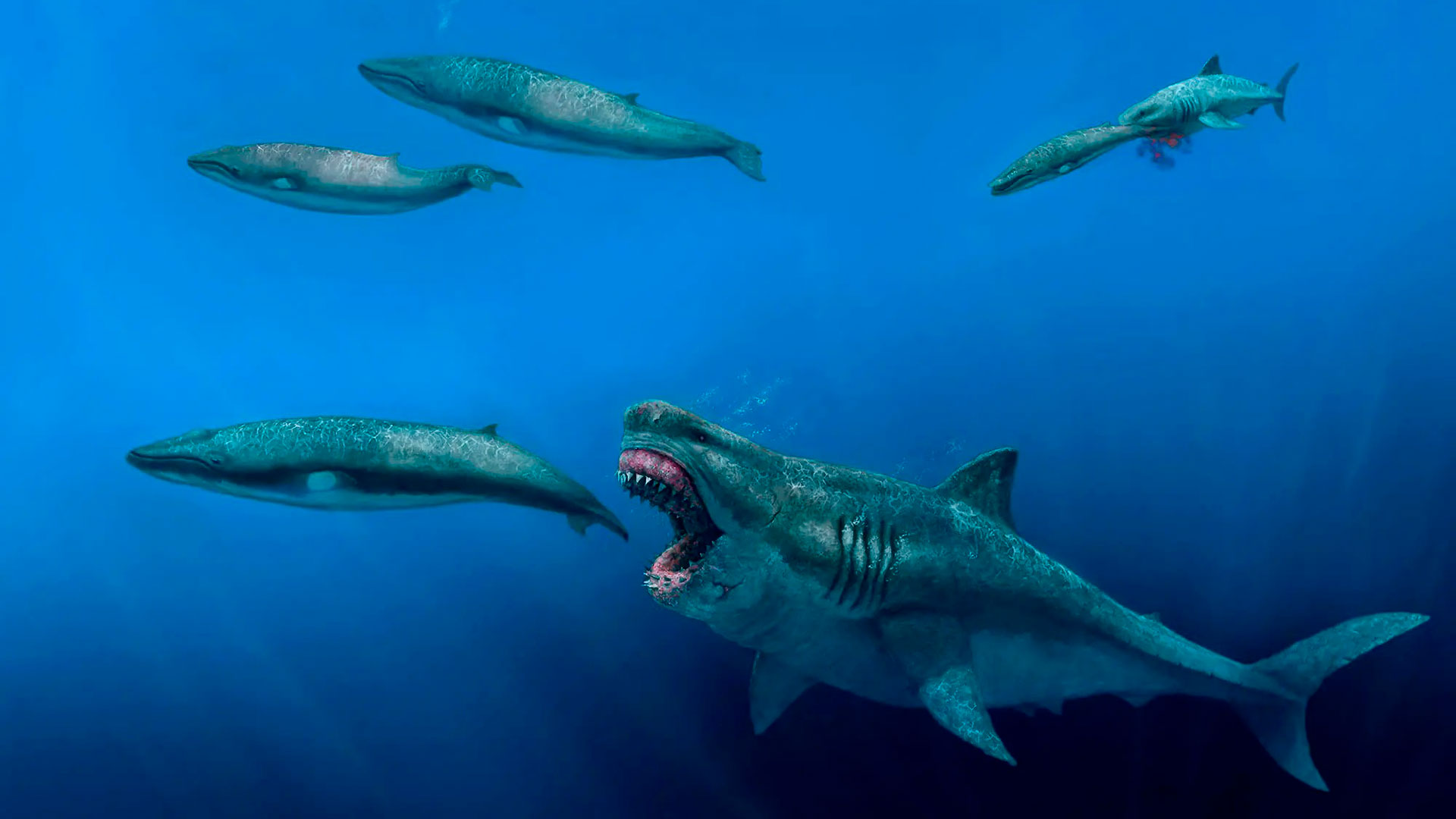 Imagen que representa a un megalodon alimentándose de ballenas.