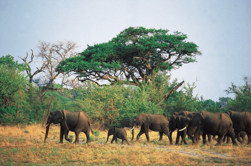Elefantes africanos. (Imagen de Referencia)