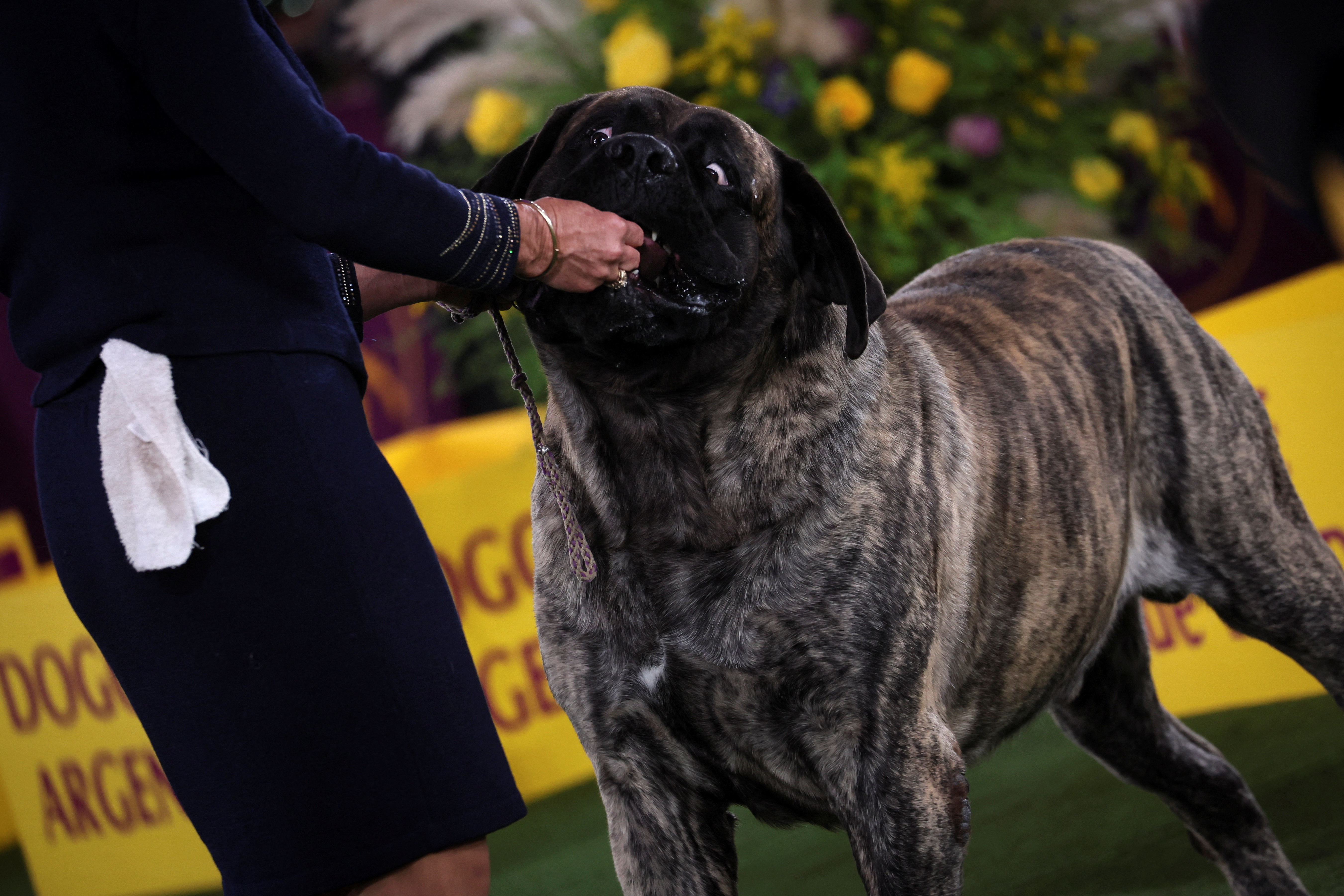 Un entrenador le da una golosina a un perro mastín.
REUTERS/Mike Segar