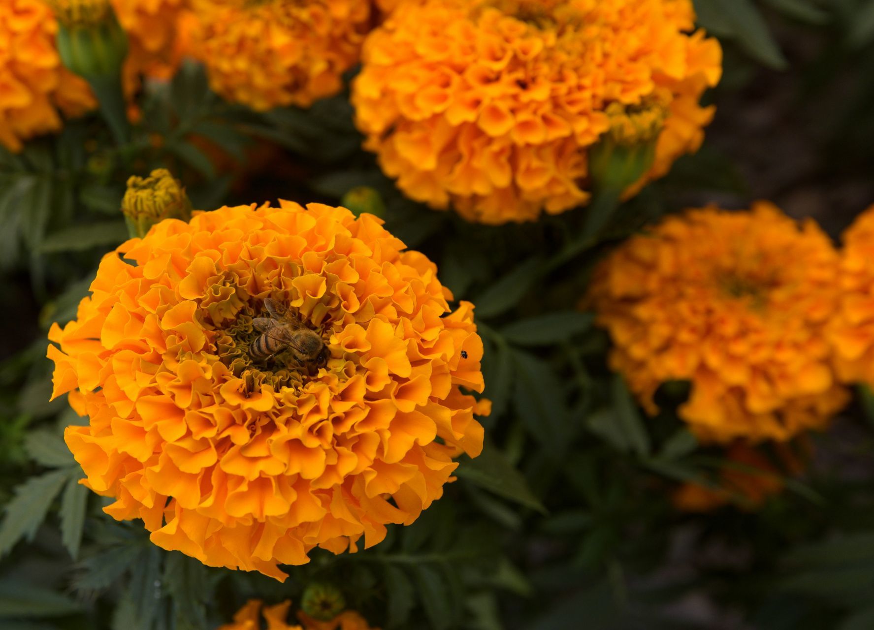 Dónde comprar las mejores flores de cempasúchil para este Día de Muertos -  Infobae