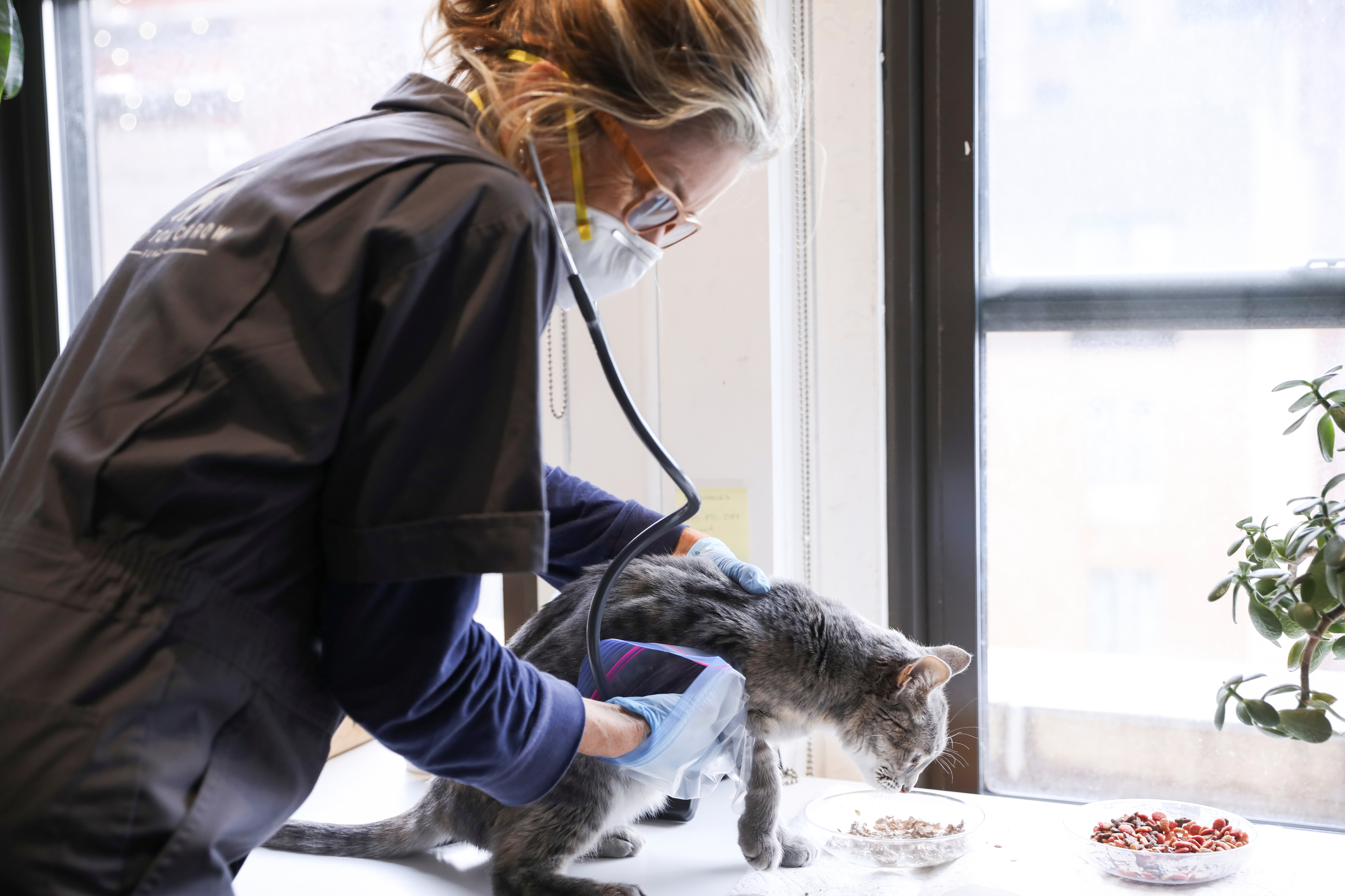 Automedicar a un gato puede traer graves consecuencias, incluso la muerte (REUTERS/Caitlin Ochs)