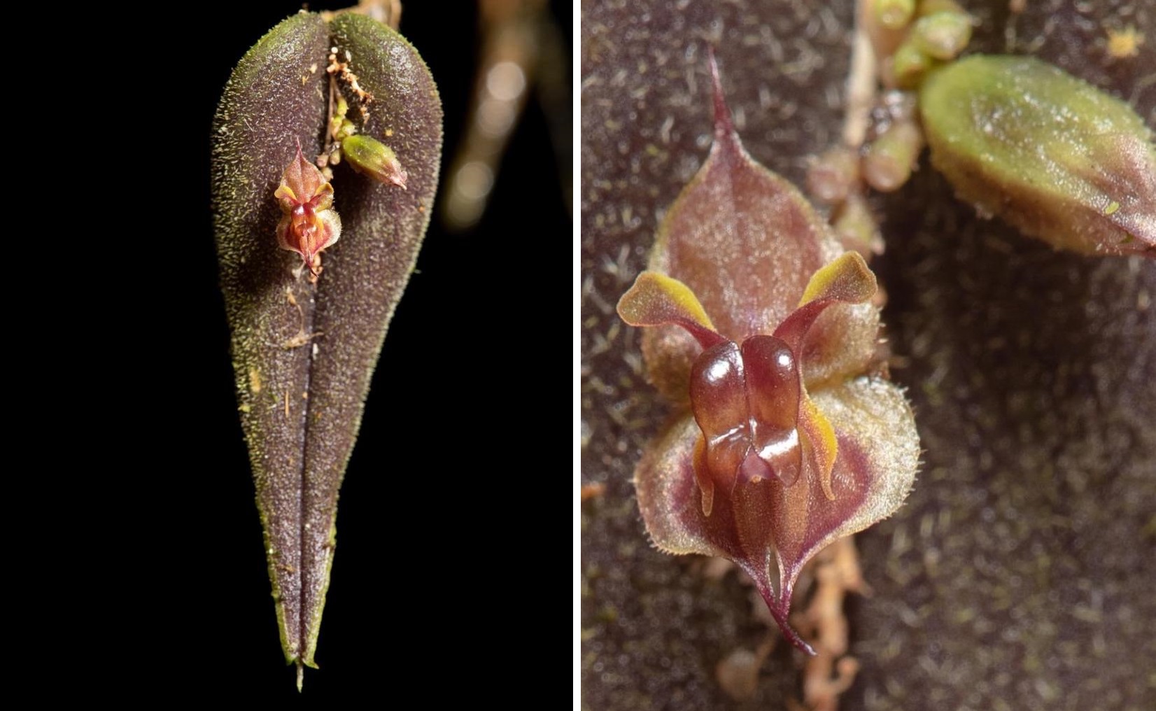 Nueva orquídea miniatura fue descubierta en el parque Farallones de Cali -  Infobae