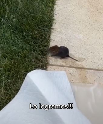 Thalía logró sacar al ratón con servilletas de cocina (Foto: captura de pantalla/TikTok)