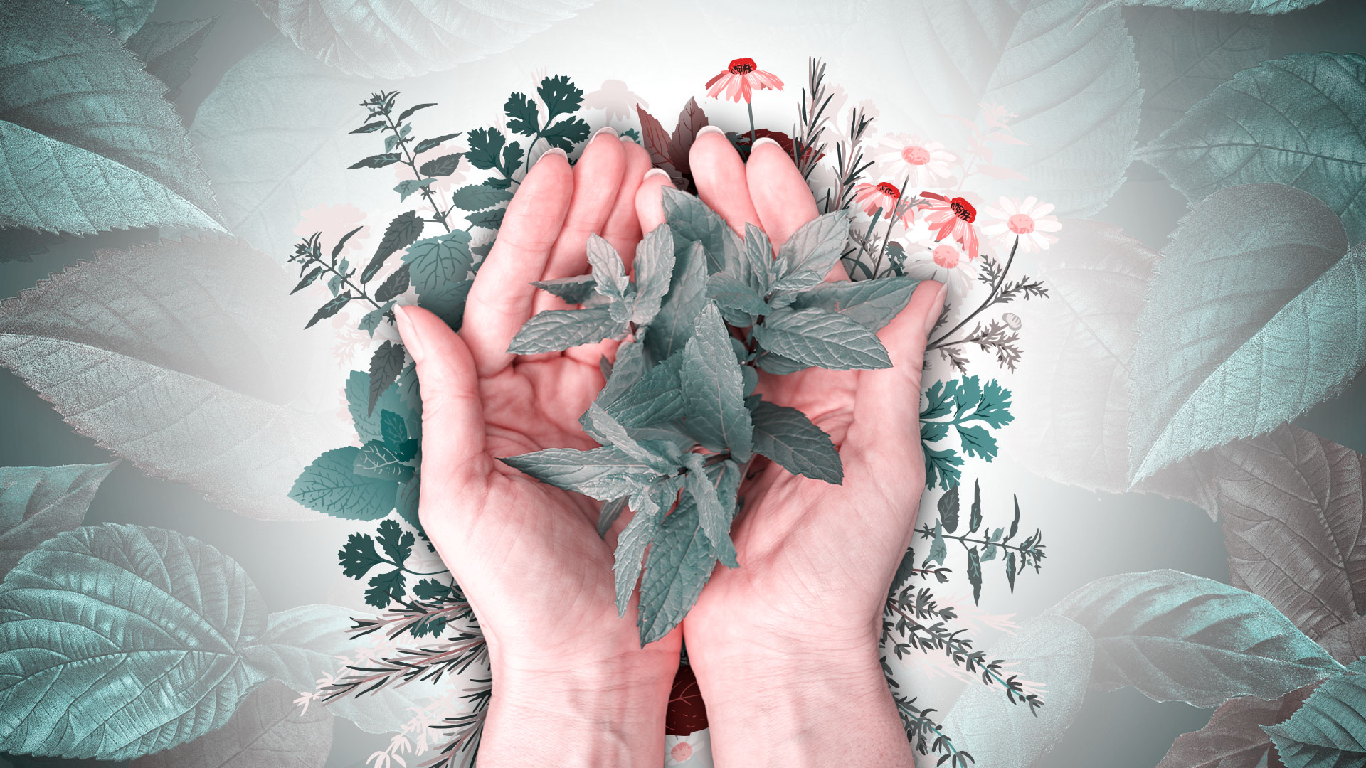 Cinco plantas medicinales que ayudan a fortalecer la memoria de forma natural