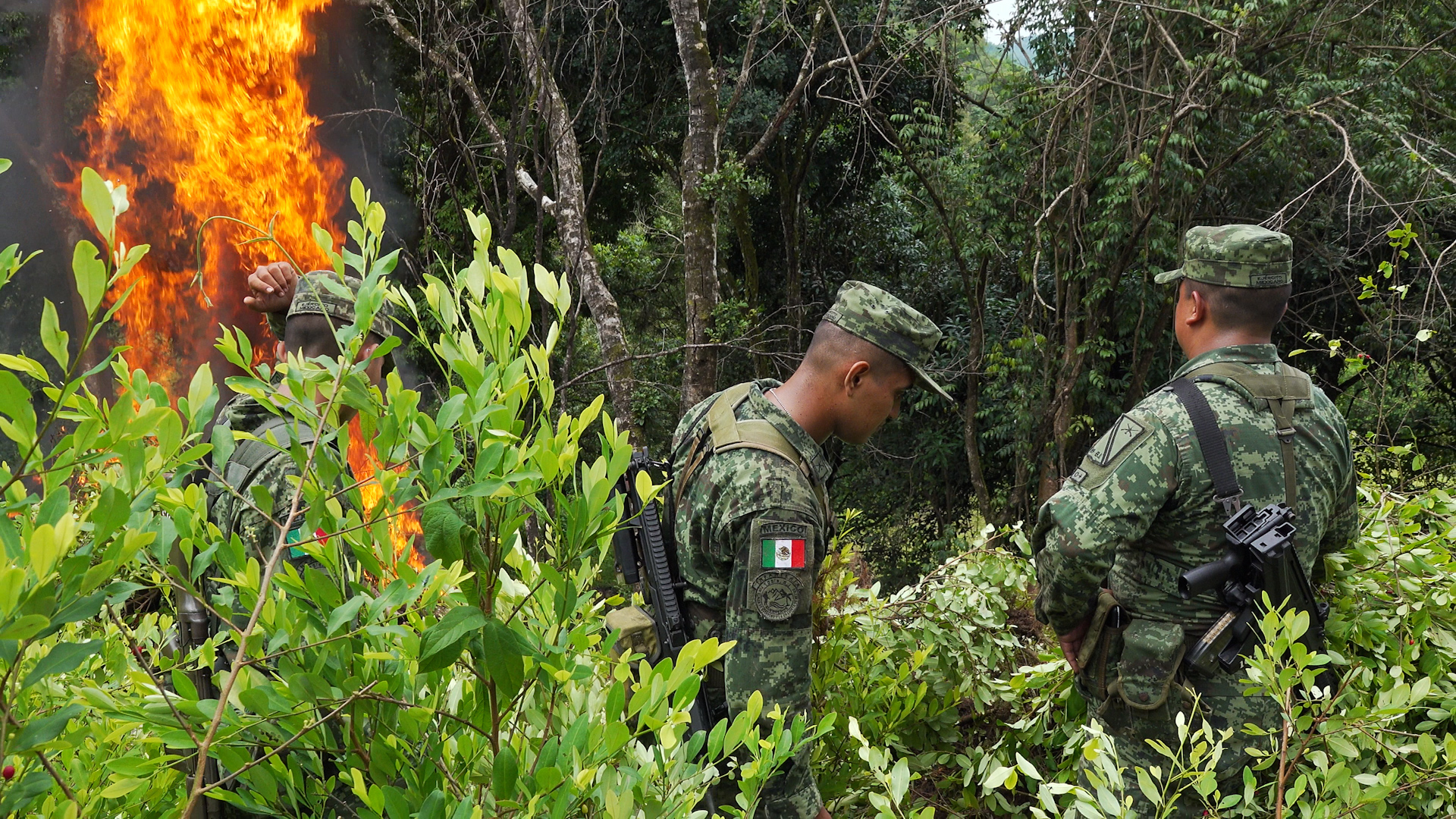 Los militares comenzaron a destruir las plantas del último sembradío descubierto el jueves 11 de agosto (Foto: Paul Miranda)