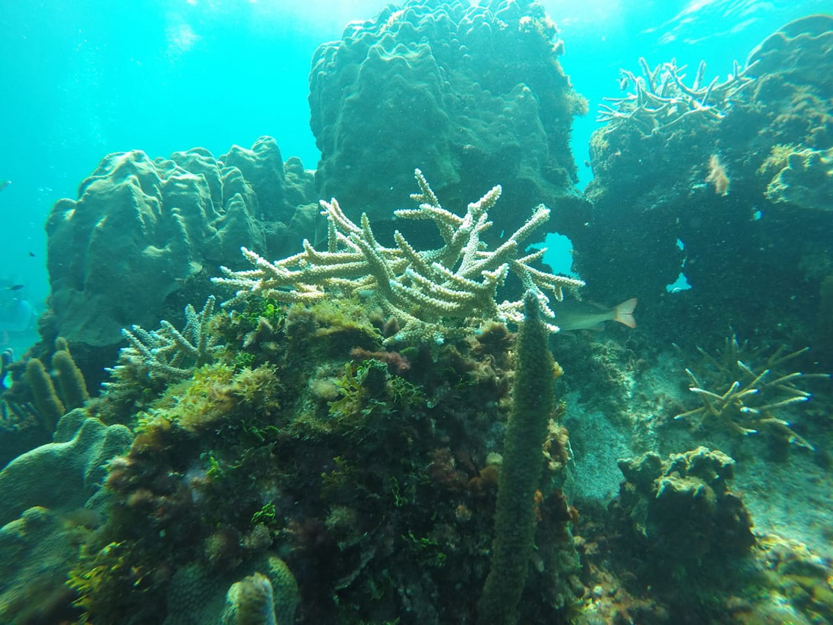 Con inteligencia artificial, una colombiana estudia dónde restaurar corales en San Andrés y Providencia