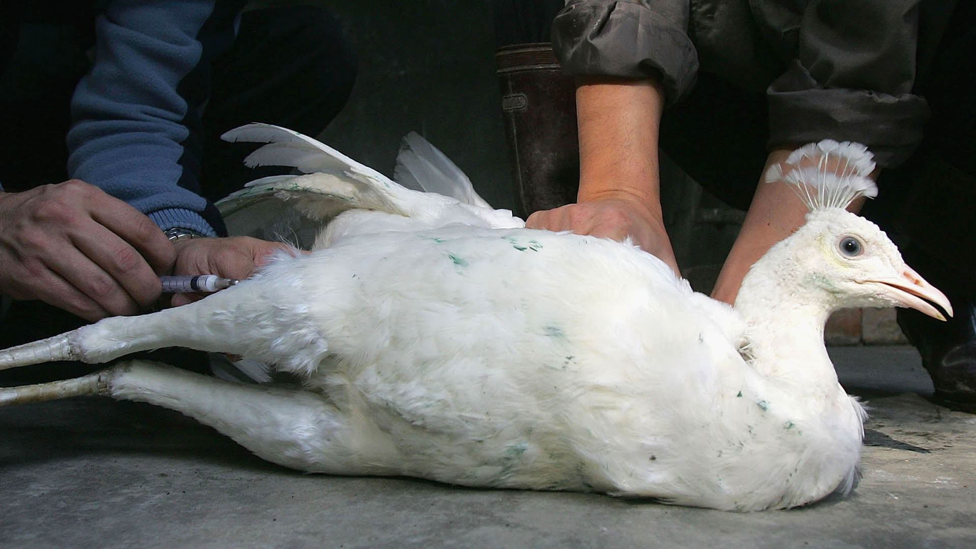 La exposición directa de las aves de corral a las aves silvestres es el factor de transmisión de la influenza aviar más probable (Photo by China Photos/Getty Images)