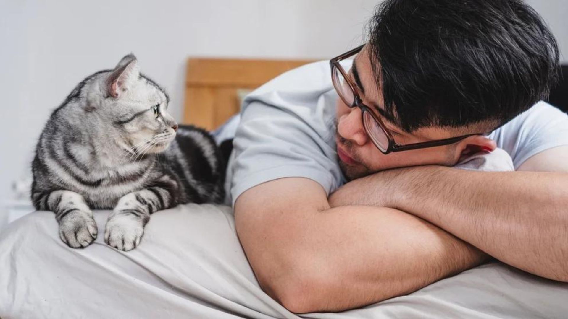 Detectar las emociones del gato puede llevar a una mejor relación con los humanos (Getty)