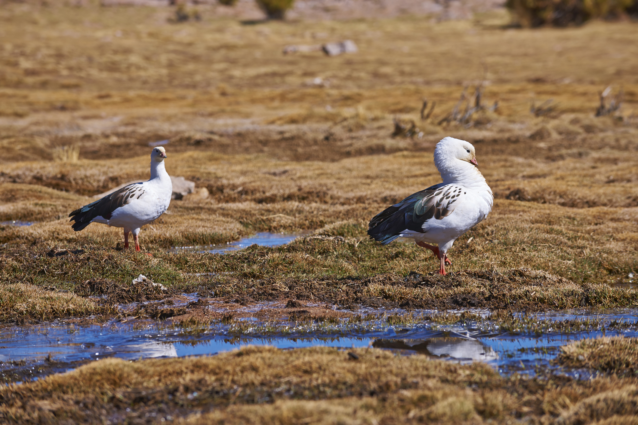 El primer caso confirmado de gripe aviar en Argentina fue detectado en un ave silvestre de la especie Huallata o Ganso Andino en la provincia de Jujuy (Getty)