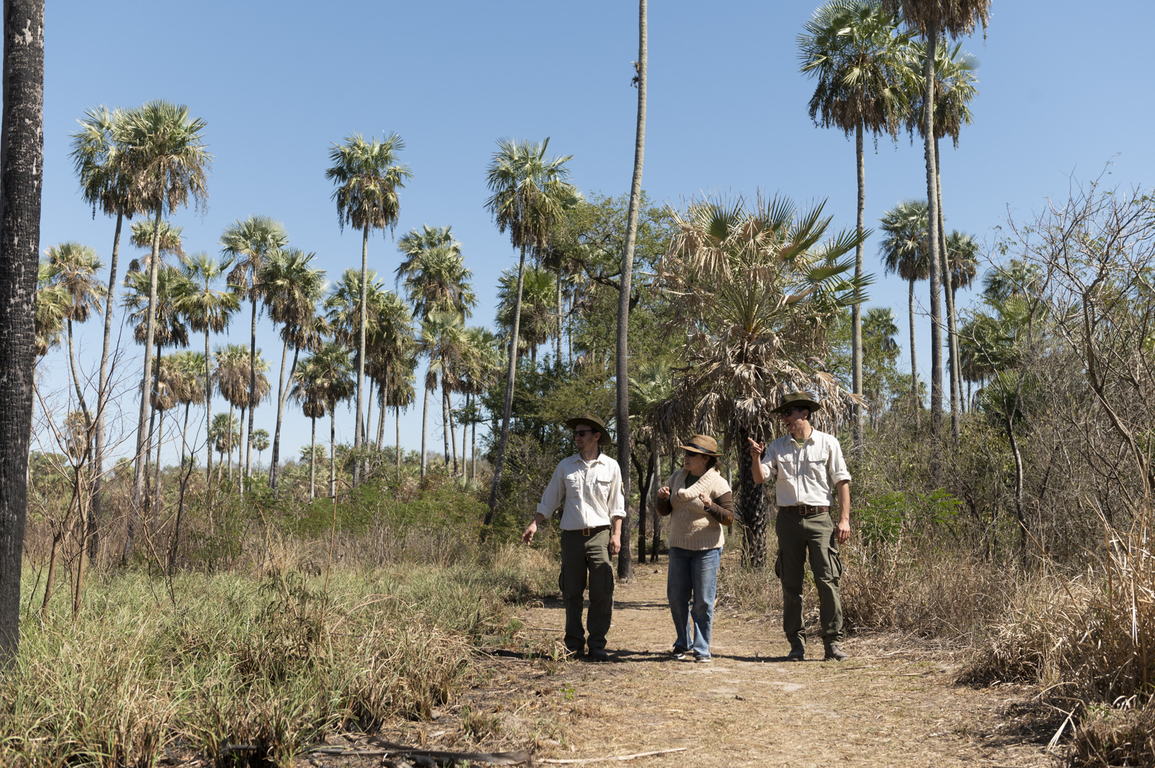 El destacamento Estero Poí es una sabana repleta de palmeras caranday (Créditos: Gastón Taylor)