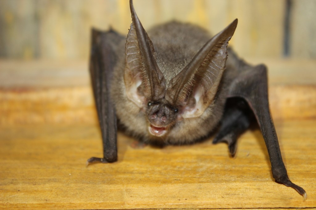 De acuerdo con las autoridades de Salud, la mordida de uno o más murciélagos fue la causa del contagio (Gobierno de México)