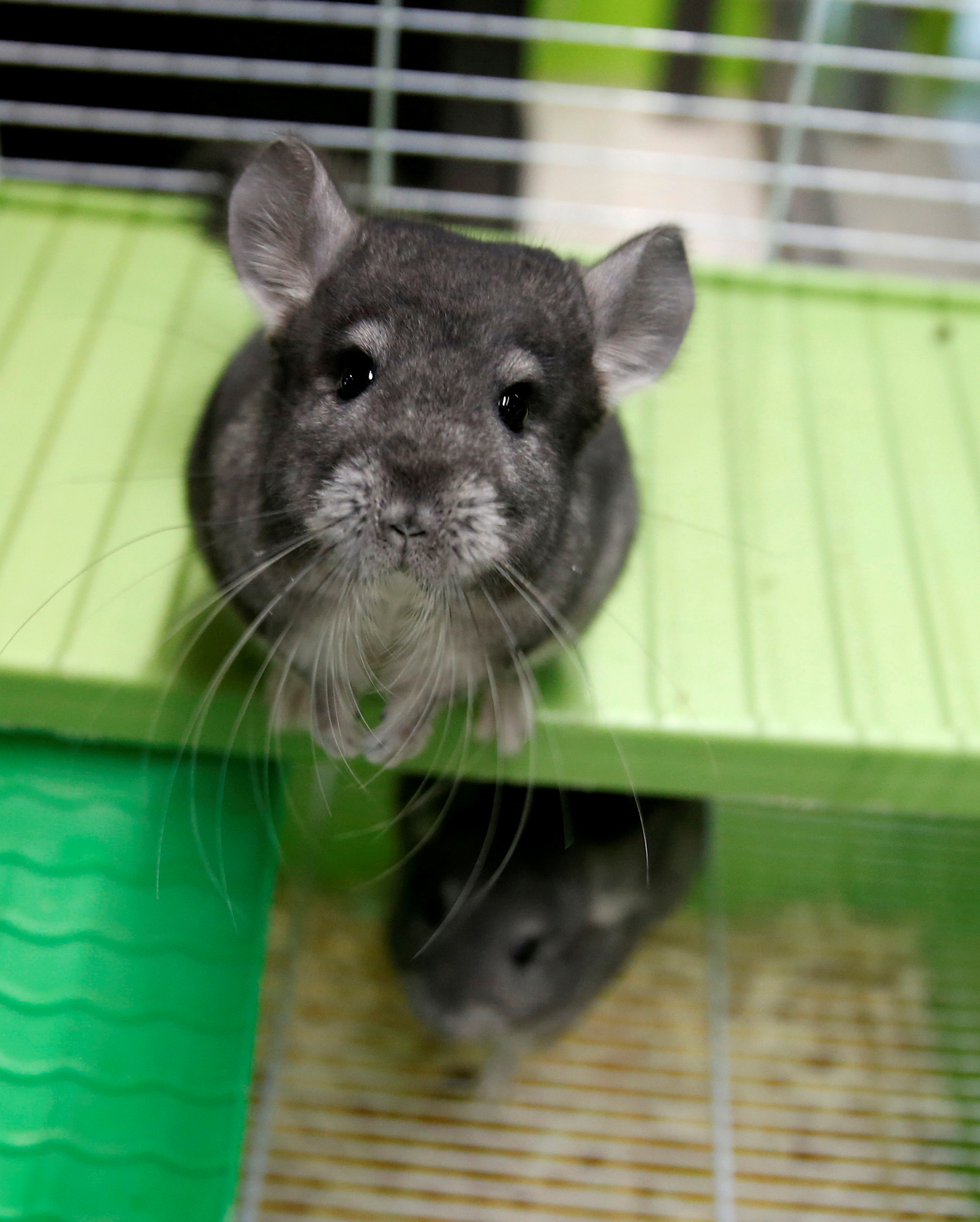 Chinchillas. REUTERS/Andres Stapff/File Photo