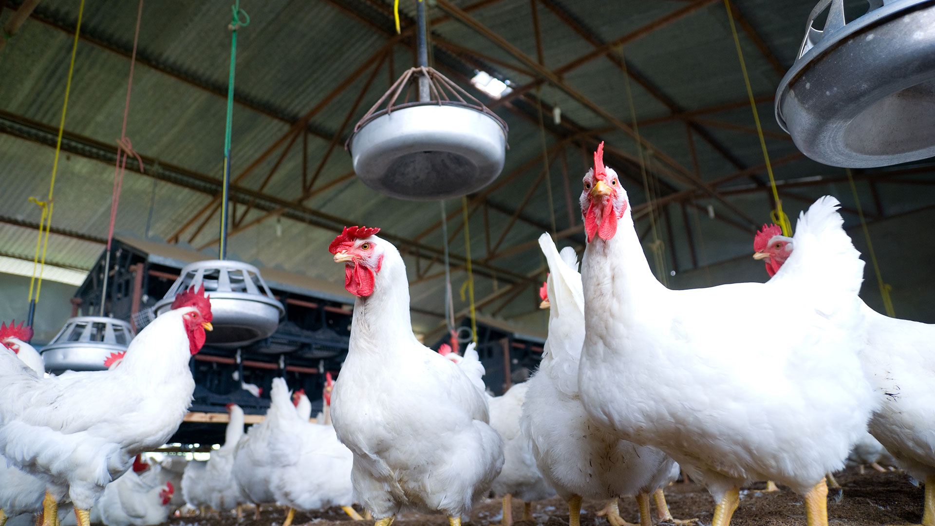 La gripe o influenza aviar (conocida también como gripe del pollo) es una enfermedad causada por ciertos tipos de virus que normalmente infectan a las aves silvestres y a las aves de corral, como las gallinas /  (Getty)