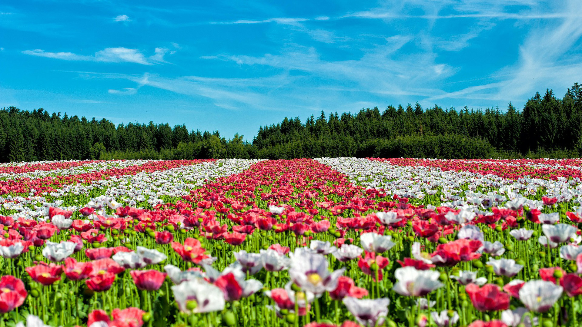 Puede Latinoamérica tener un mercado de flores como el de Holanda? - Infobae