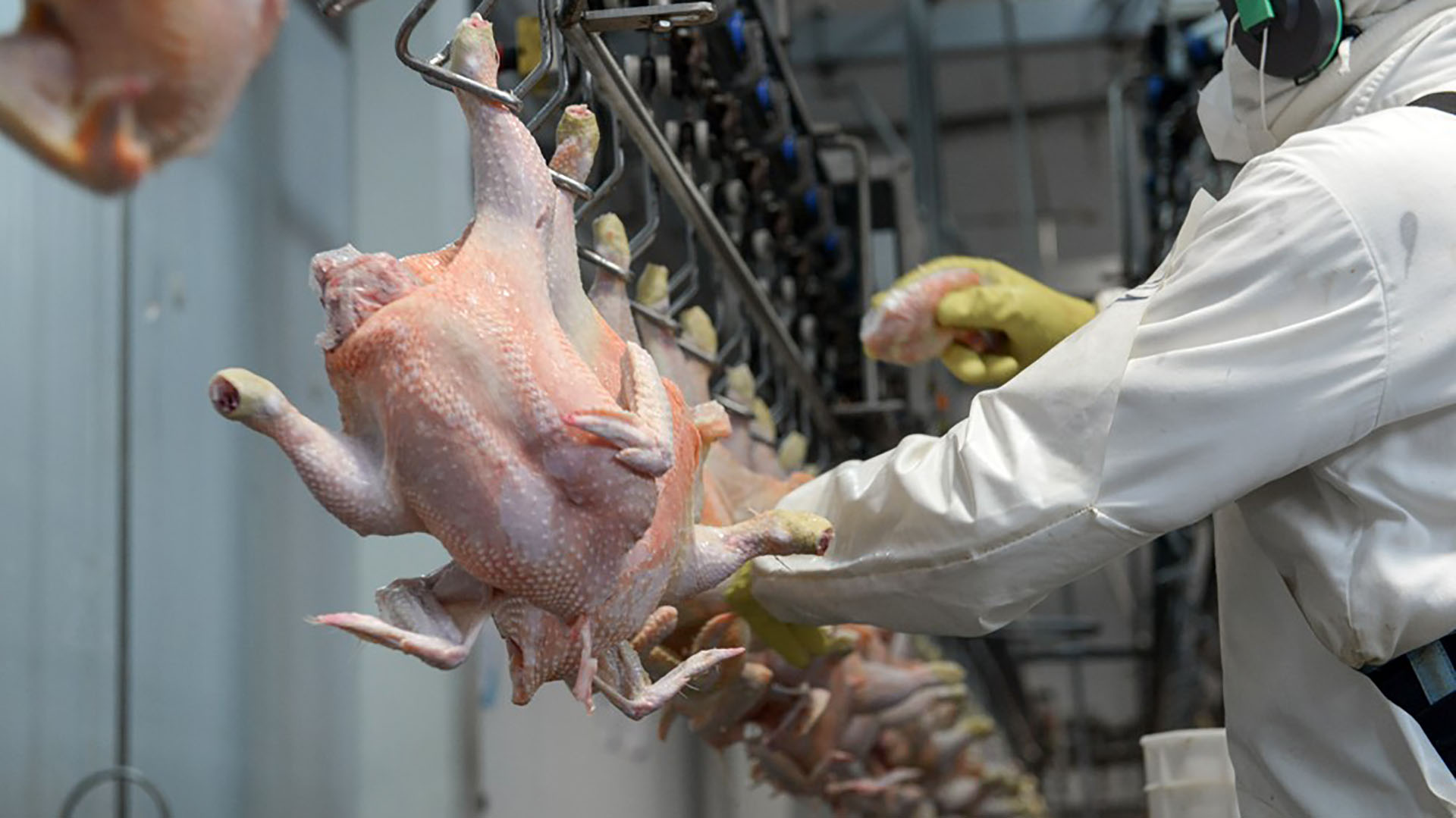 La pandemia frustró un 2020 prometedor para el sector avícola: a pesar de  un aumento en el consumo y la producción, cayeron las exportaciones -  Infobae