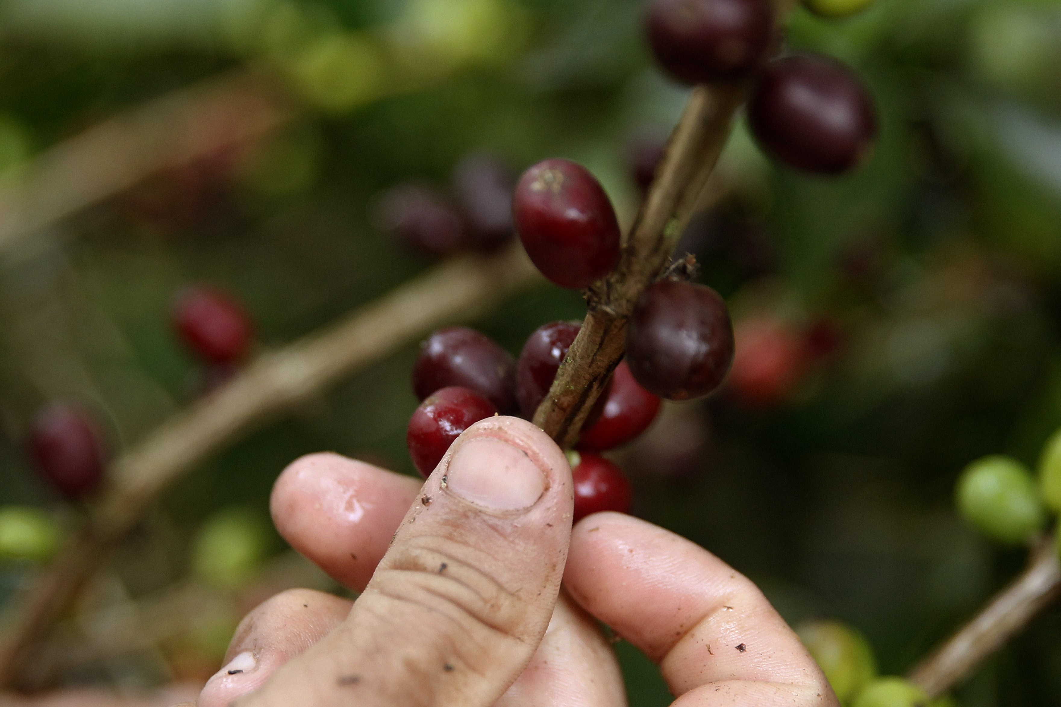 Federación De Cafeteros De Colombia Firmó Una Alianza Con La Banca