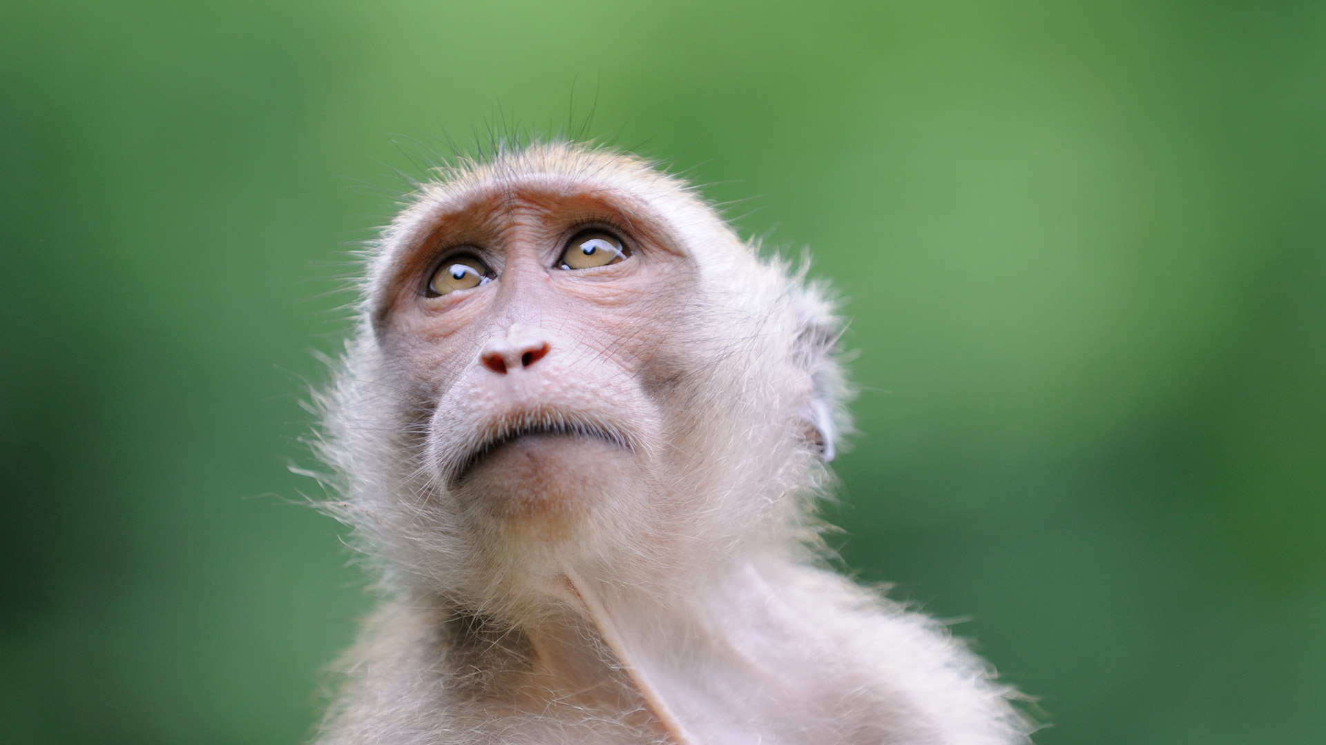 Existe una fuerte jerarquía social en los grupos de macacos japoneses, con muchos beneficios para los miembros de mayor rango, como el primer acceso a la comida