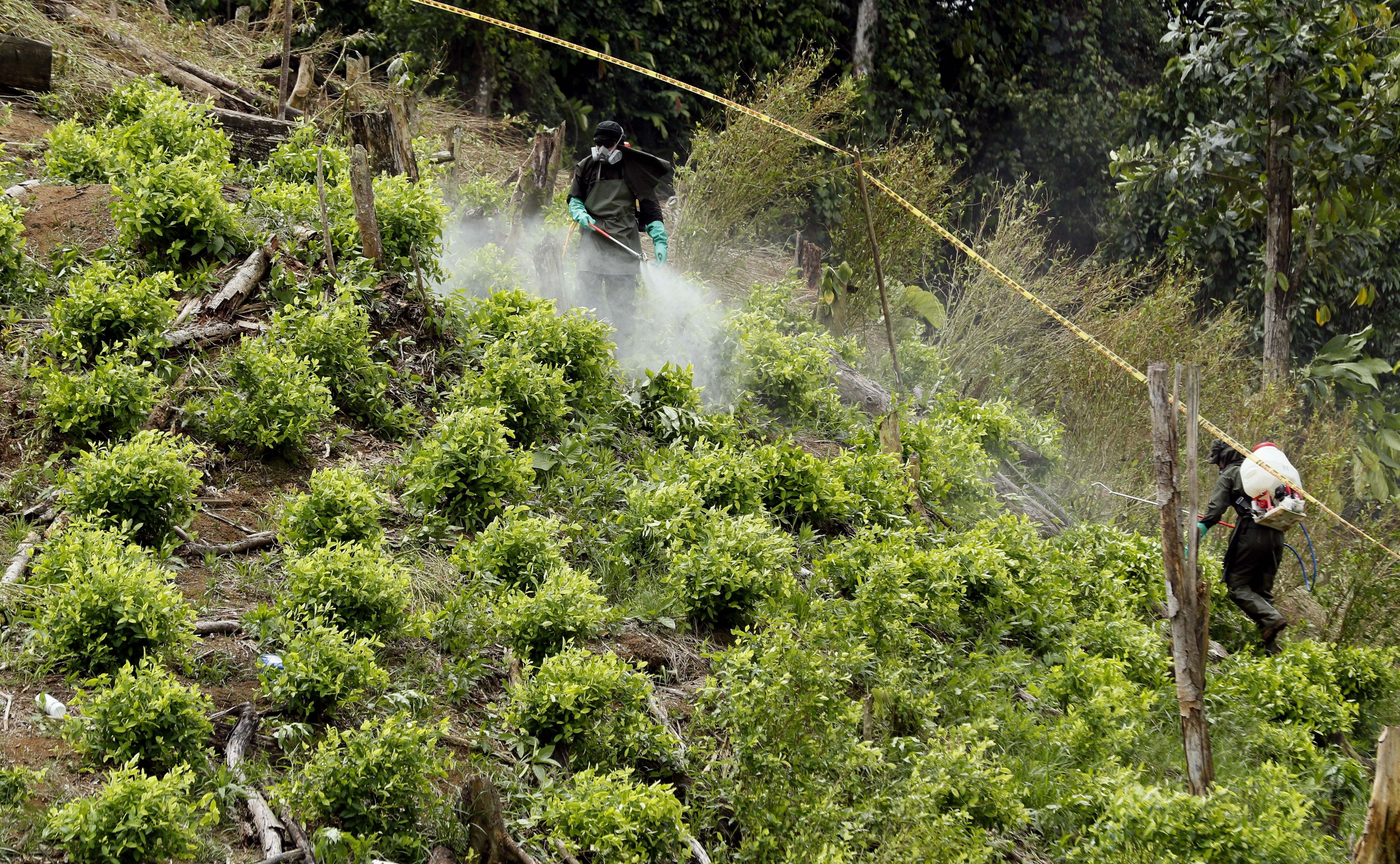 Trabajadores de antinarcóticos fumigan una plantación de coca en Tumaco, Colombia. Este país es uno de los productores más importantes de cocaína del mundo. (EFE/Mauricio Dueñas Castañeda)
