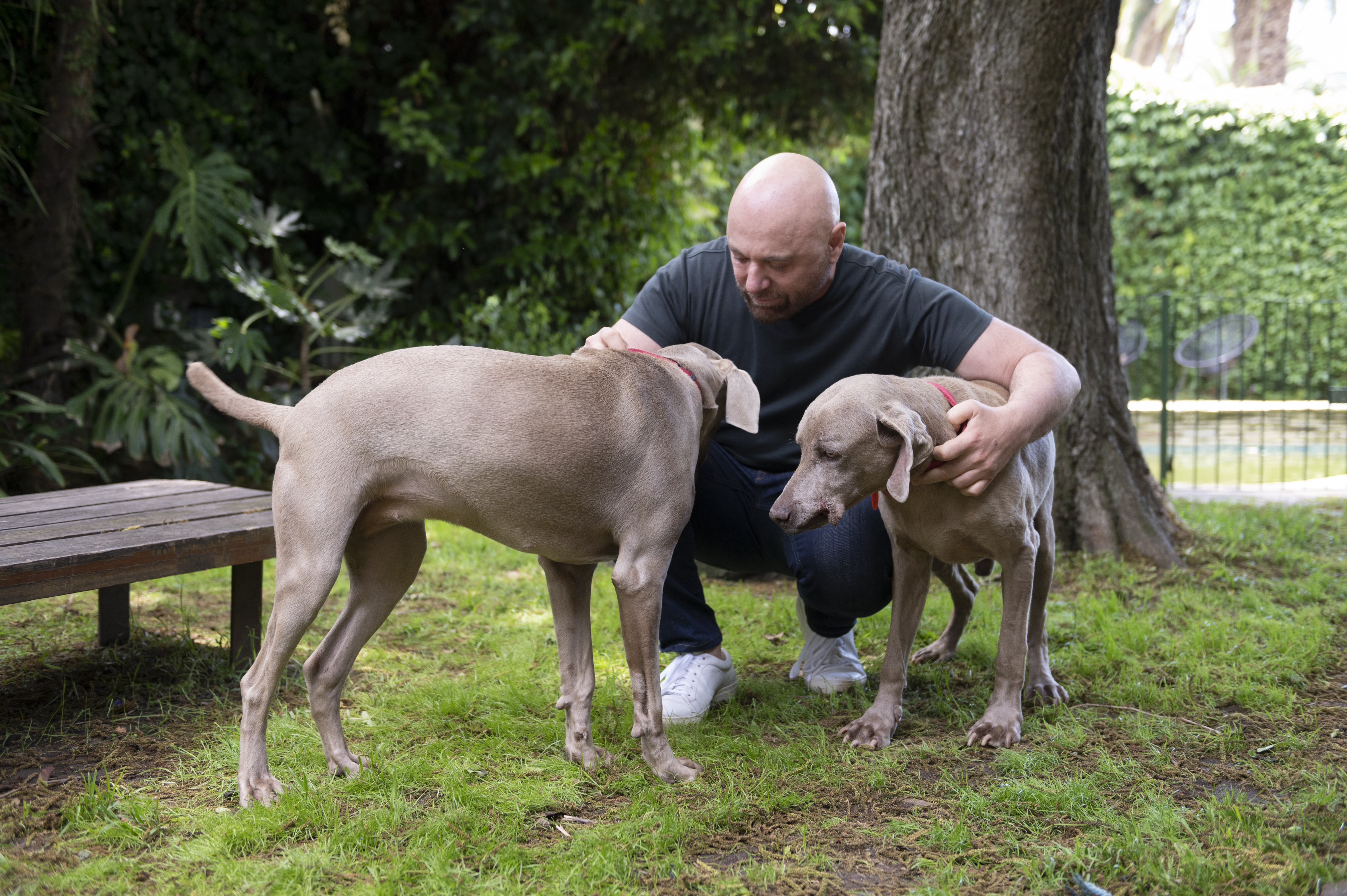 Germán Martitegui tuvo una perra llamada Ula. Ahora convive con Fruta y John, un par de weimaraners rescatados