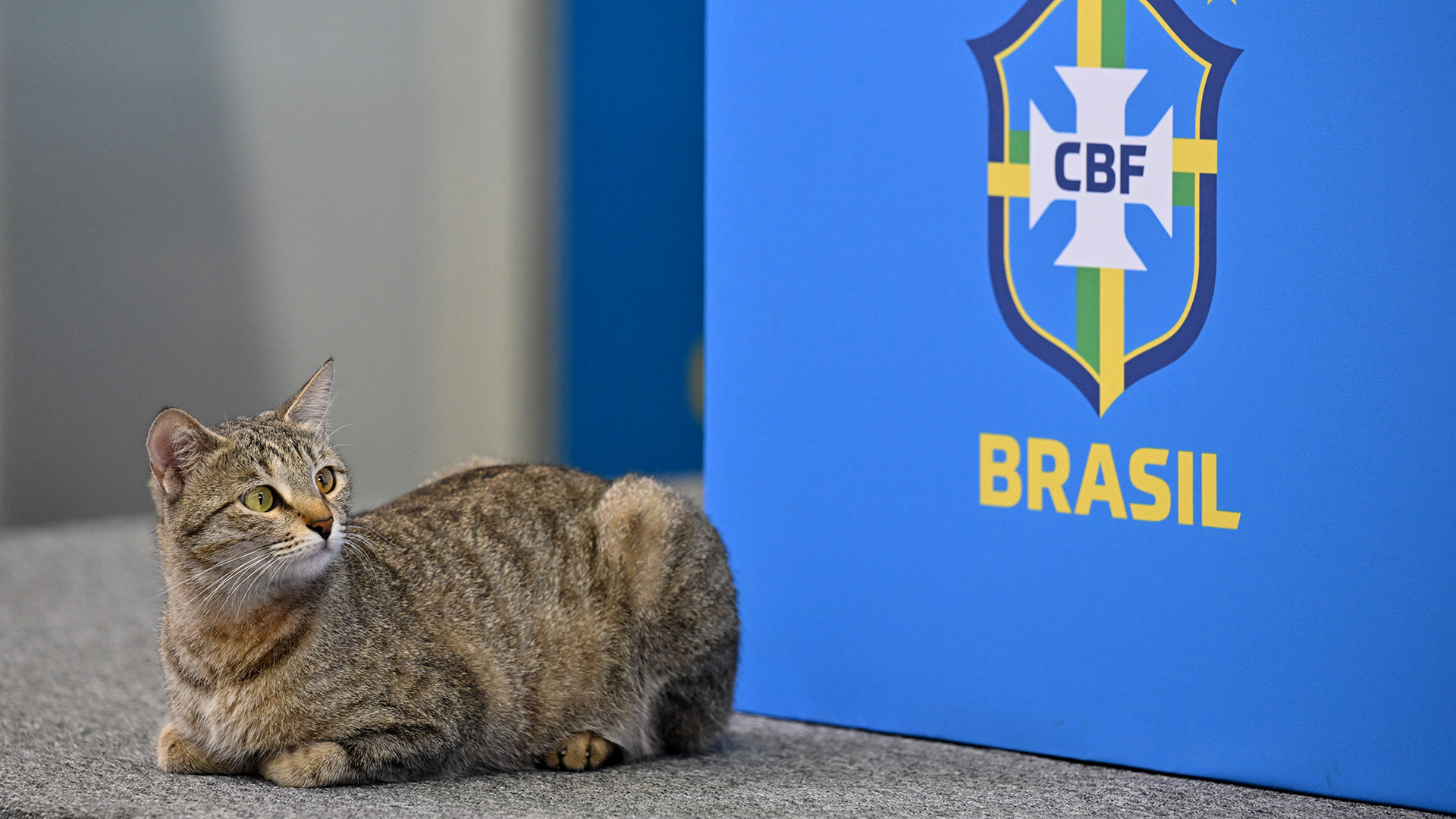 El gato, testigo de la conferencia de Vinicius junior (AFP)