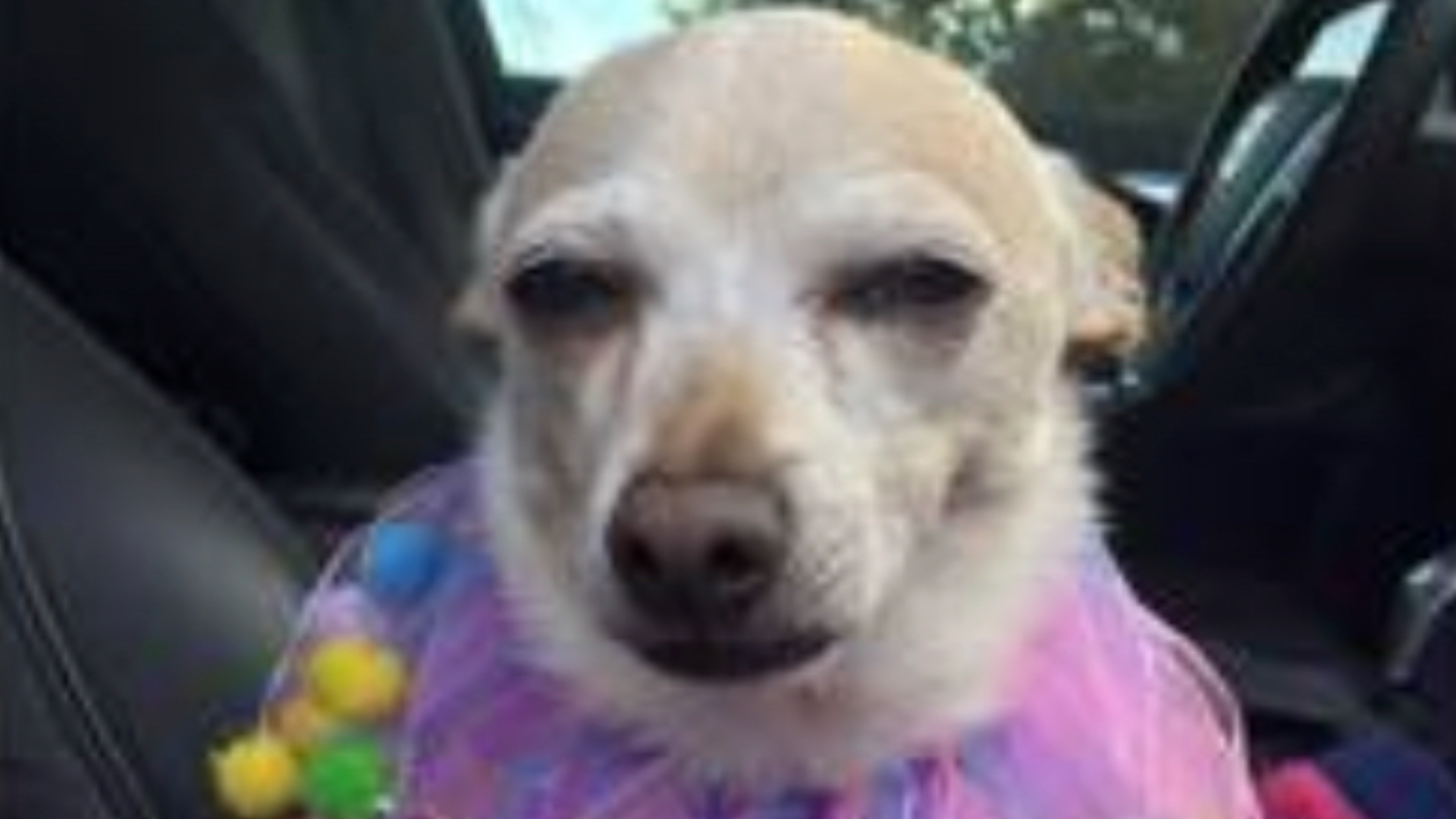 世界で第1古い犬はチワワで フロリダに住んでいます Infobae 世界で第1古い犬はチワワで フロリダに住んでいます Infobae