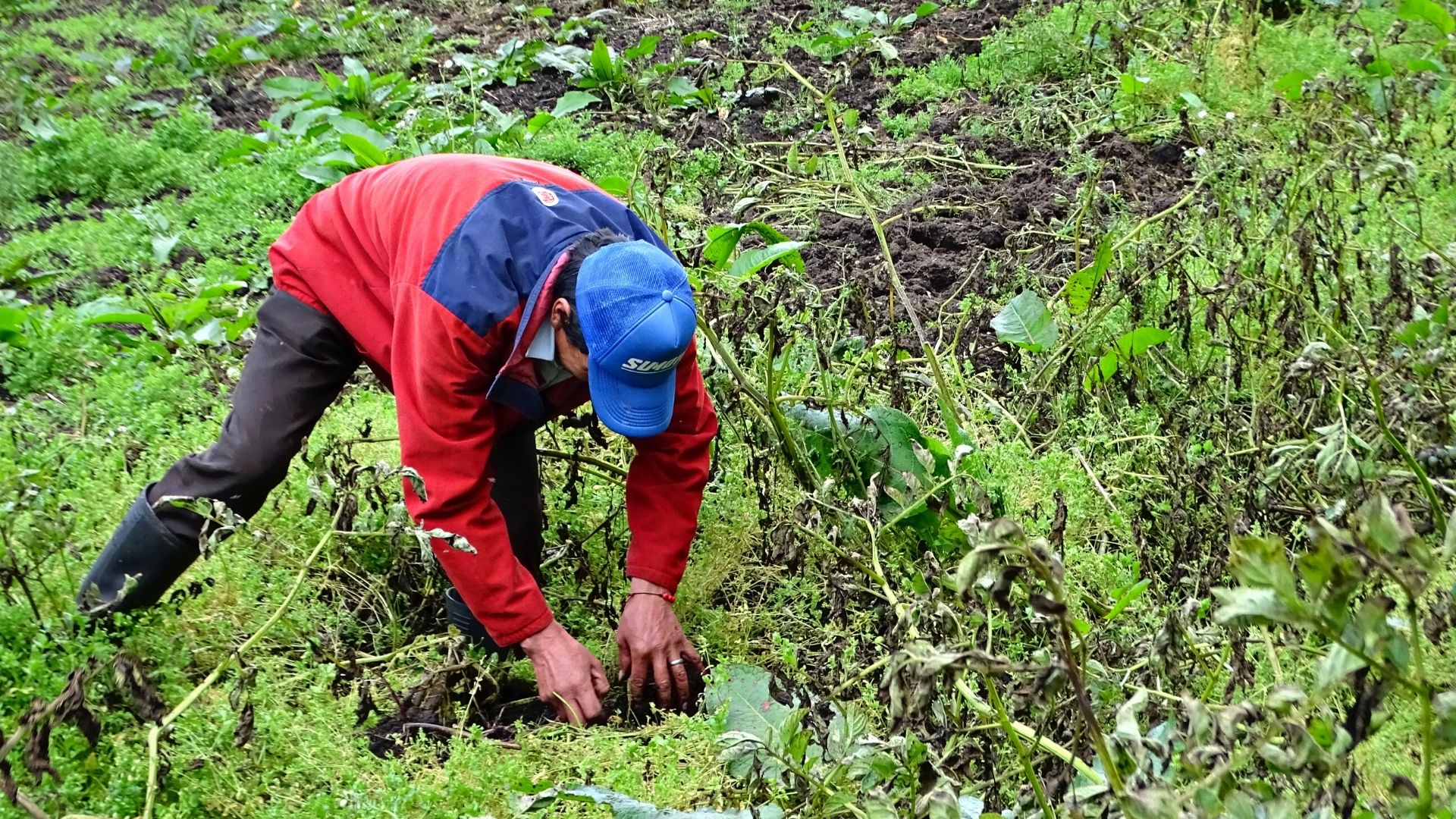 Los Campesinos Serán Reconocidos Como Sujetos De Derechos Y De Protección Constitucional 7328