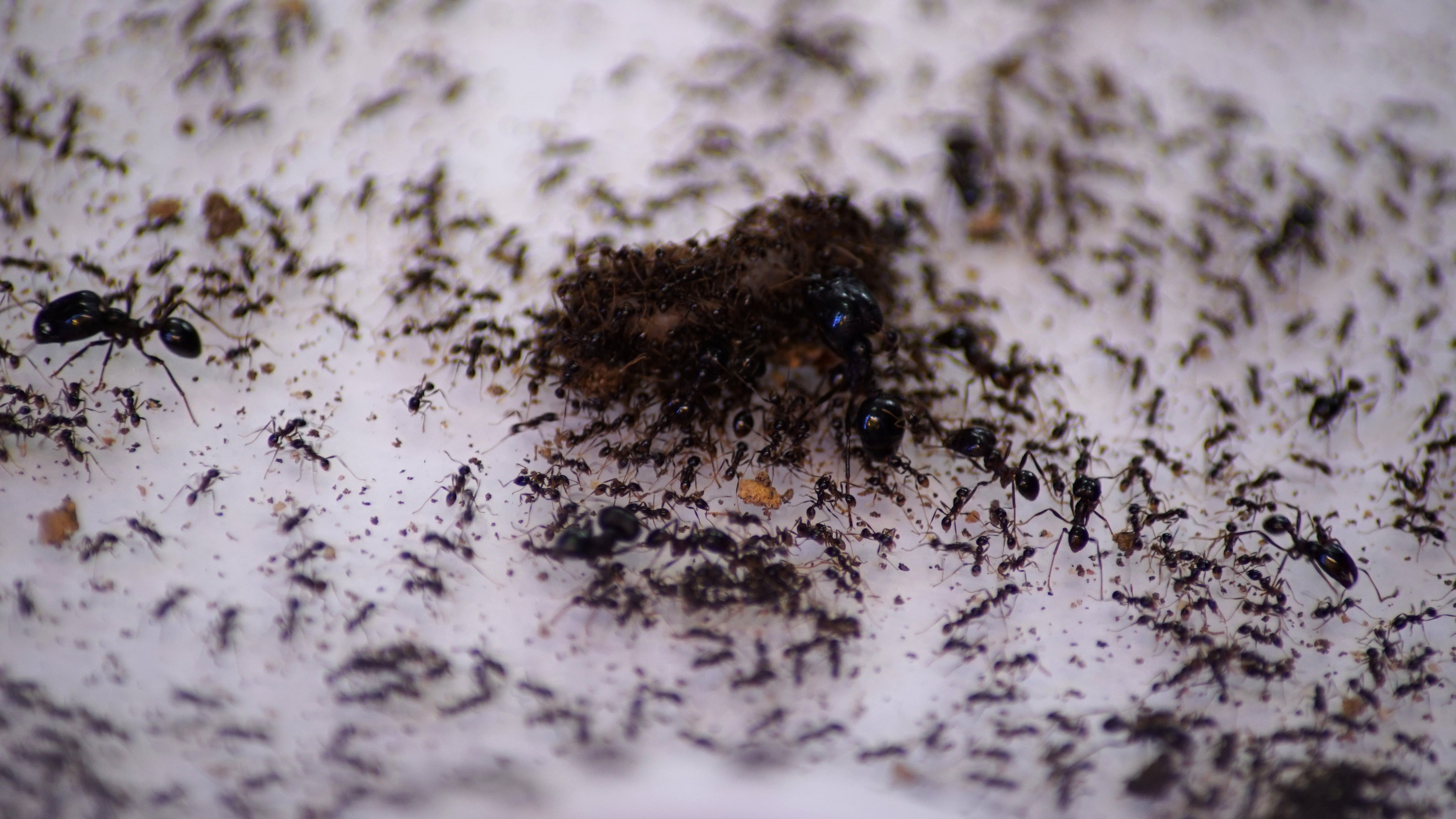 Las hormigas parásitas no son raras. Unas 400 especies de hormigas viven discretamente y sin sufrir daños dentro de los nidos de otras hormigas, normalmente de especies diferentes, y dependen de las obreras que las mantienen a ellas y a sus crías seguras y bien alimentadas (REUTERS)