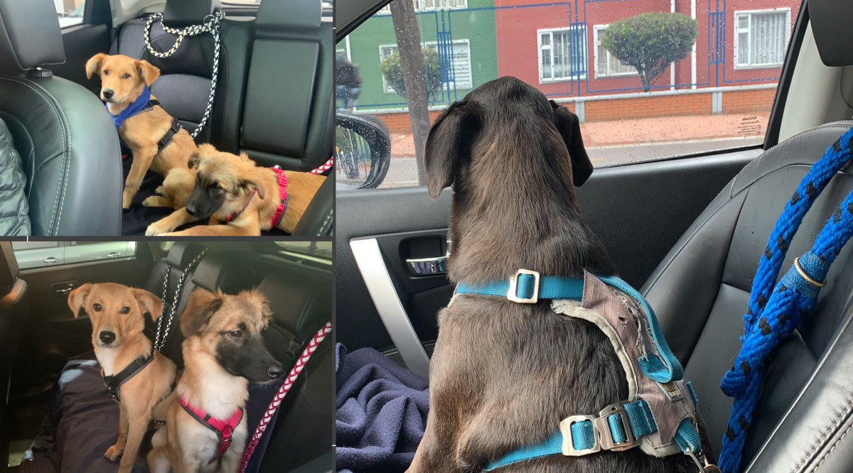 Así pueden asegurar y garantizar la seguridad y comodidad de los perros que acompañen a sus cuidadores en viajes de fin de año. 
Foto vía: IDPYBA
