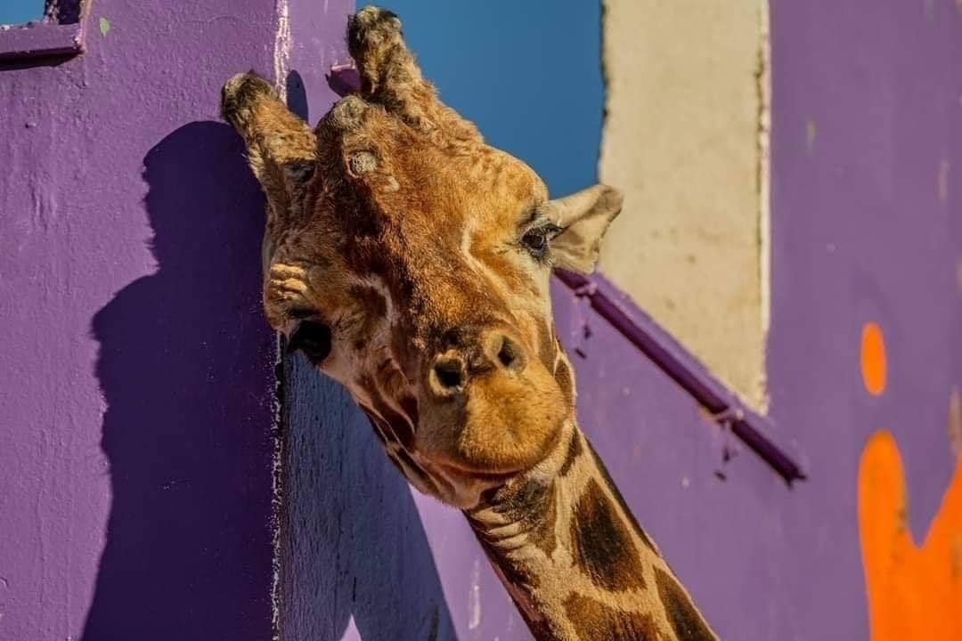 Murió Modesto Jirafa Que Vivió Más De Veinte Años En Parque Central De Ciudad Juárez Infobae