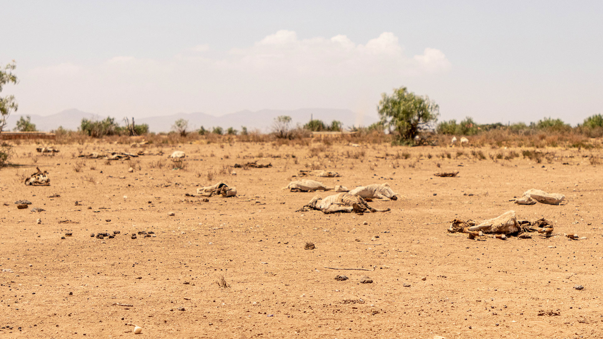 El cambio climático y las sequías en Jijiga, Etiopía, provocan el desplazamiento de familias que intentan sobrevivir a la hambruna, la inseguridad y la escasez de agua. Créditos ACNUR – Eugene Sibomana.