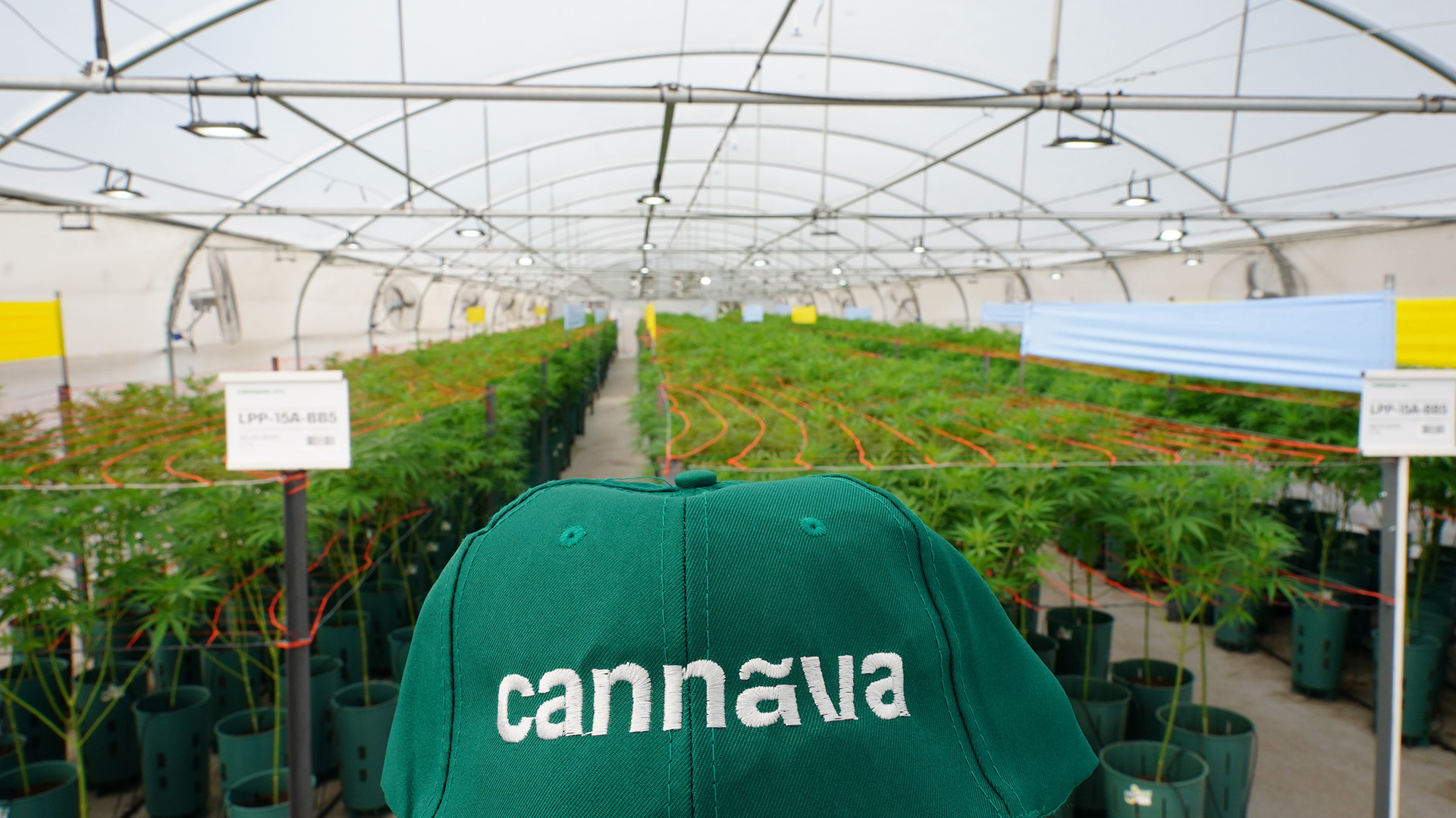 Cannava, la empresa estatal jujeña que ya produce cannabis medicinal (Franco Fafasuli)