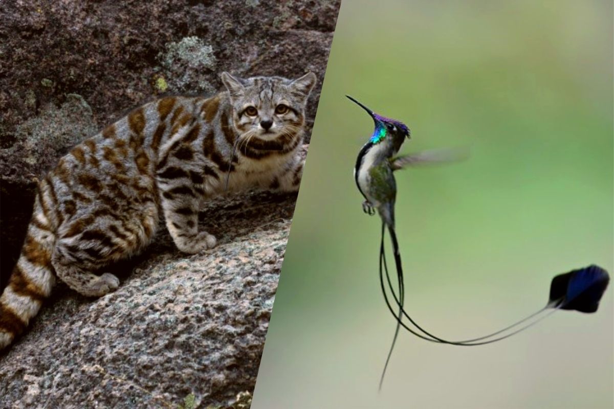 Diez especies de animales peruanos están en peligro de extinción